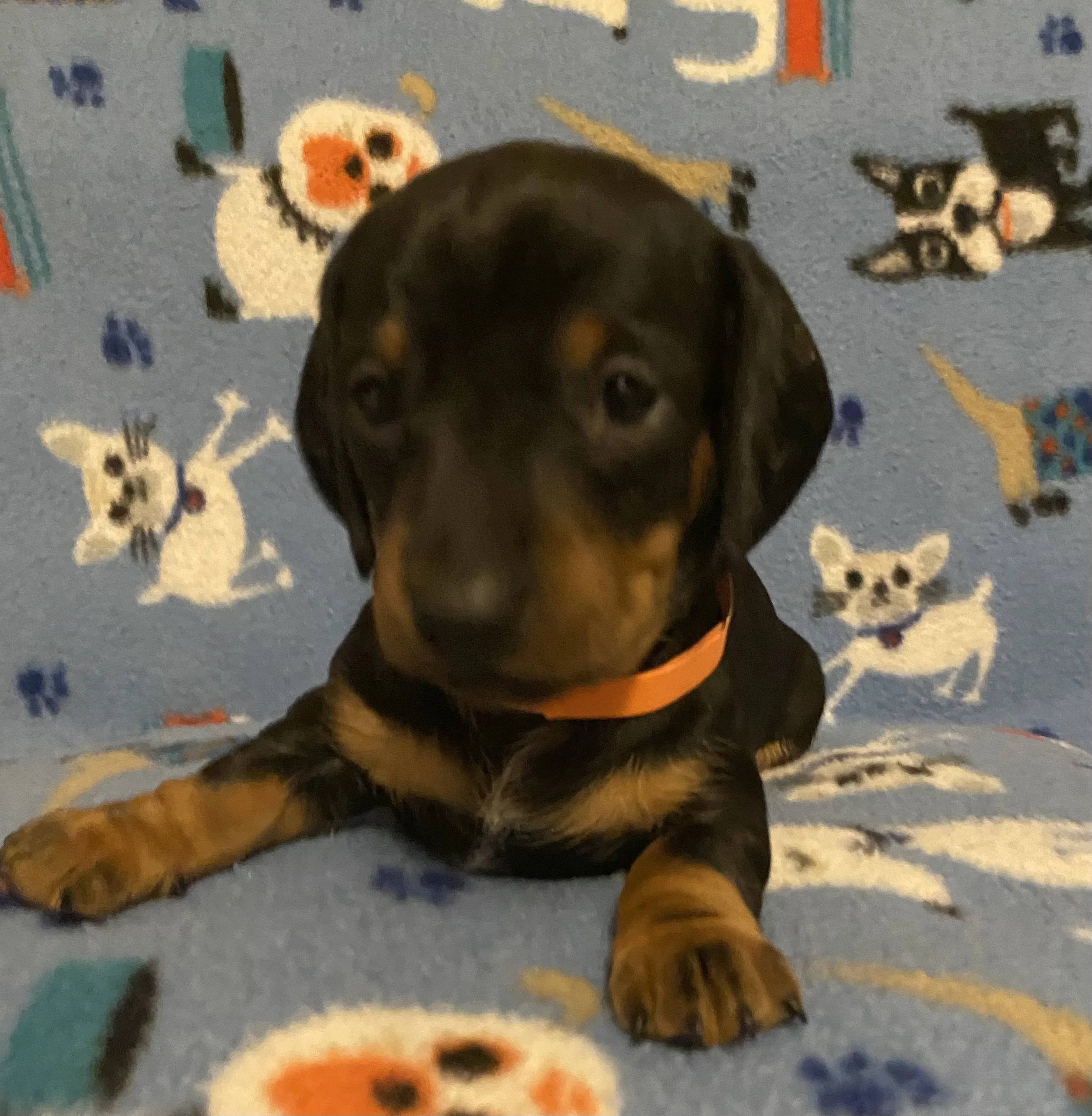 Puppies — Rucker Ranch