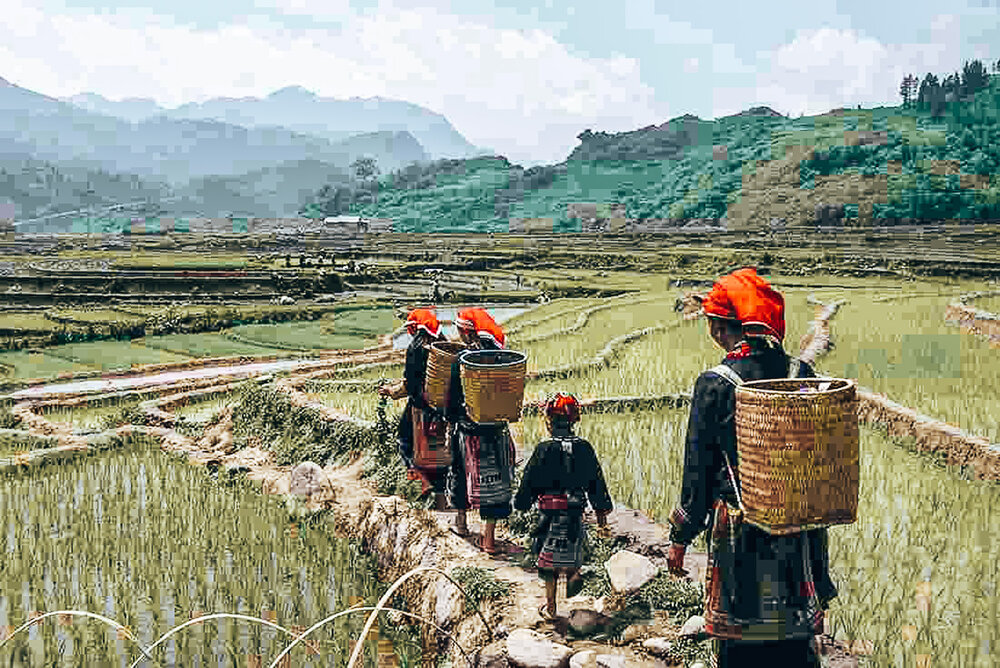 vietnam_sapa_valley_red_dzao_rice_field_0.jpg