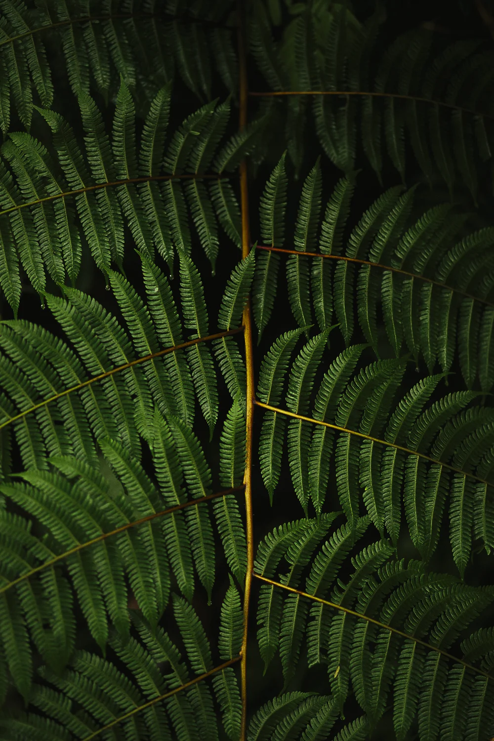 seekuashat-7.jpg