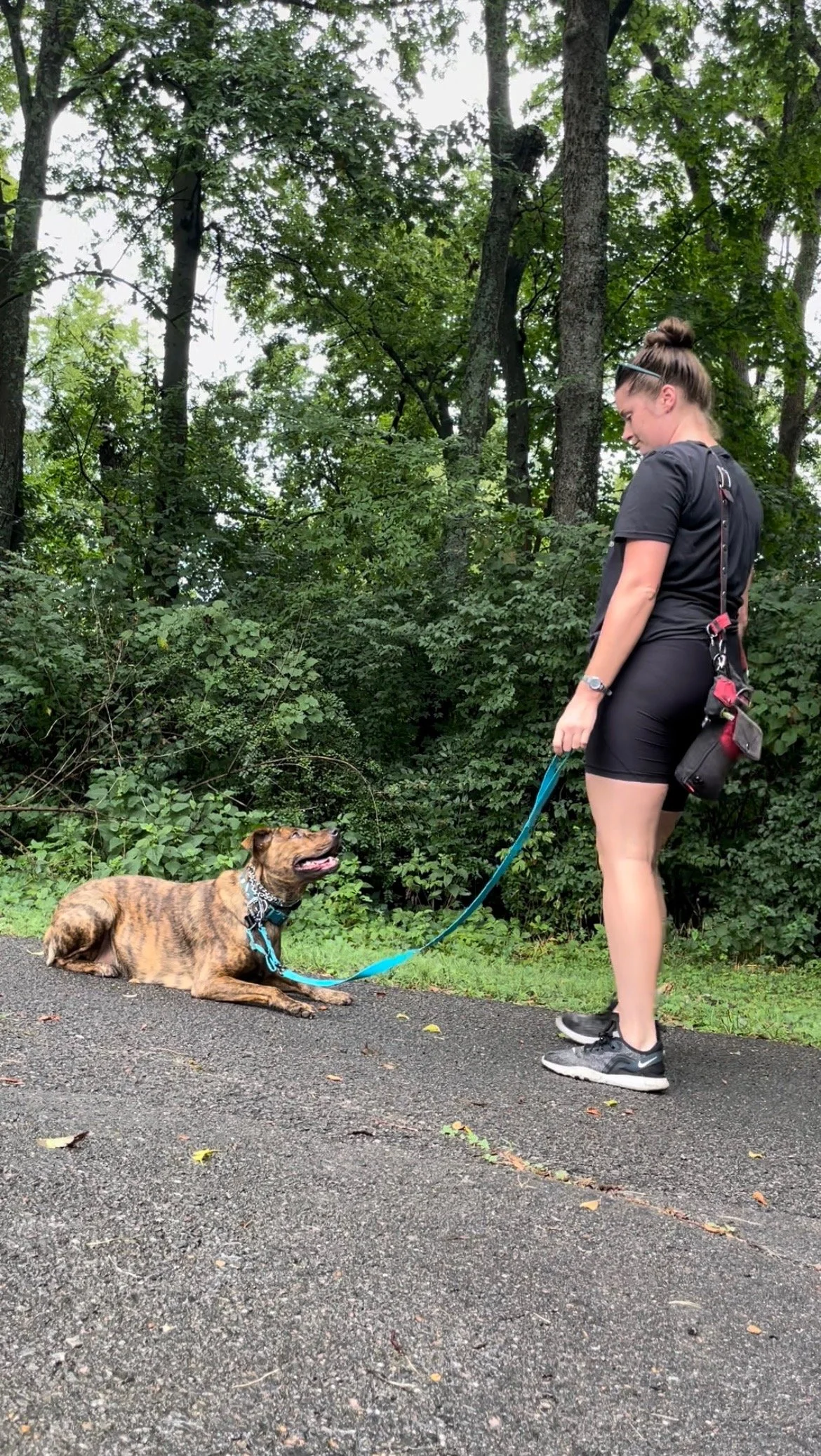 Services & Pricing — Plunkett Balanced Dog Trainer