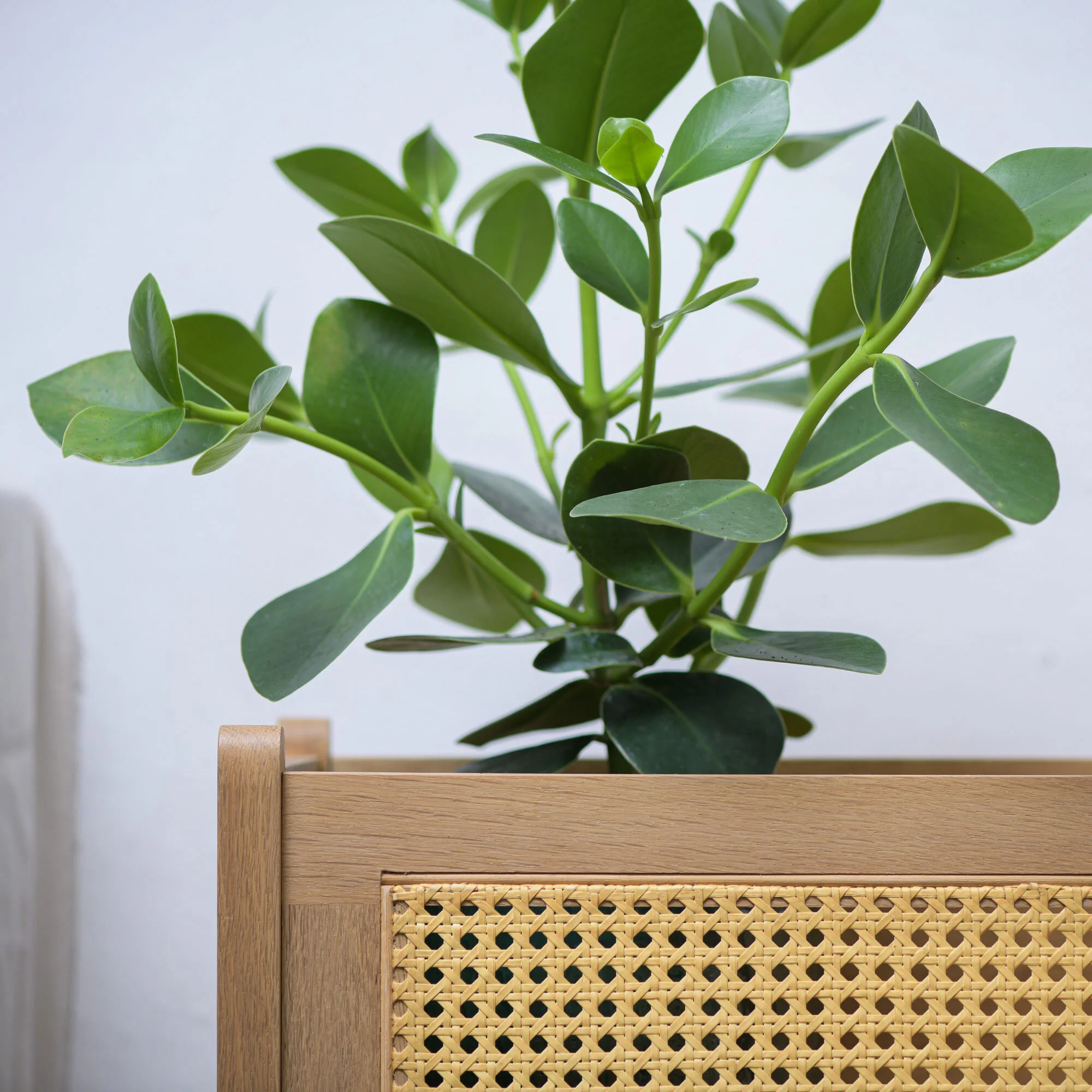  Kaki planter table 
