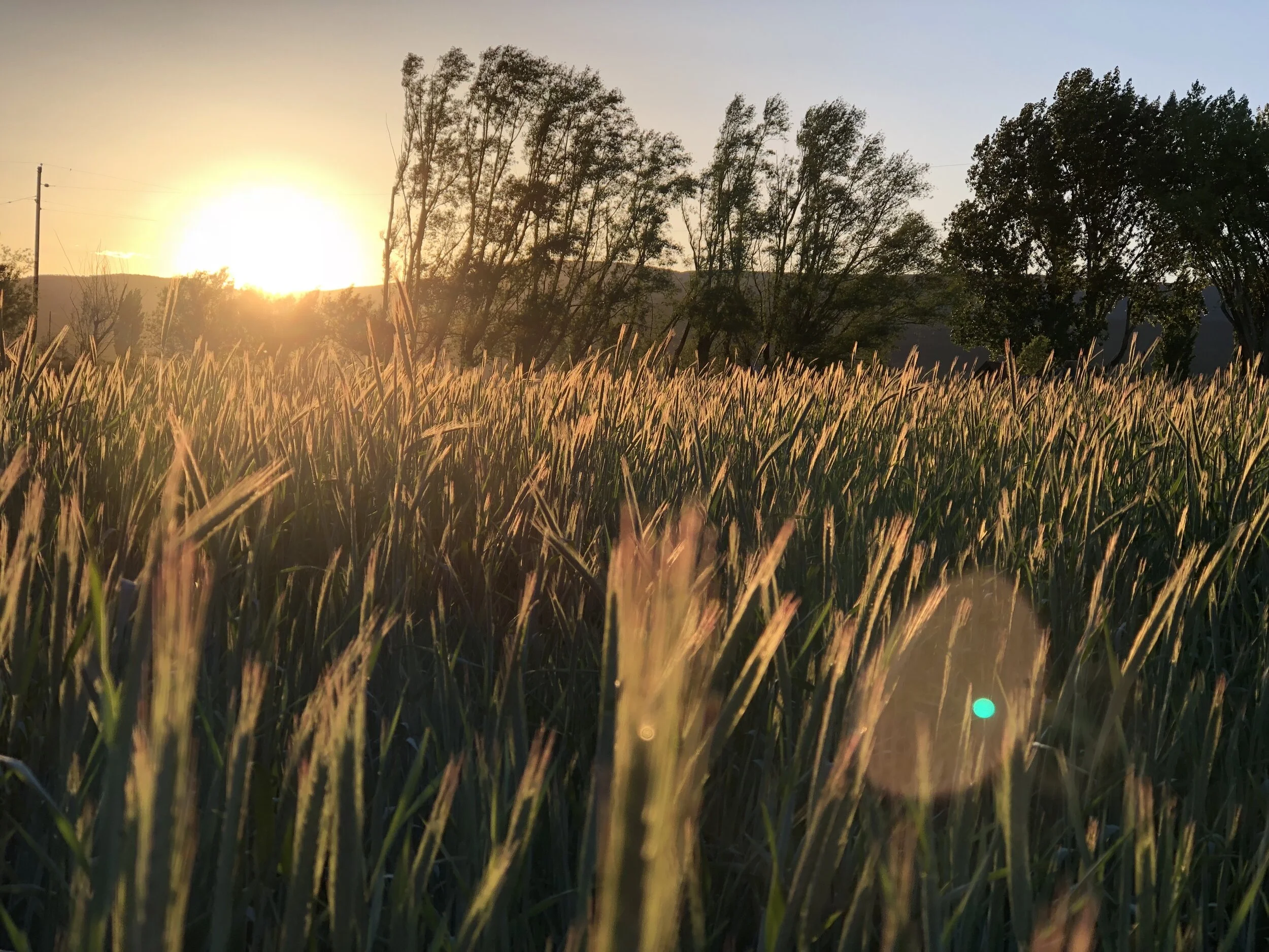 Daphne  Yannakakis - V13tSQH6T7m43iFcZq0JRA.jpg