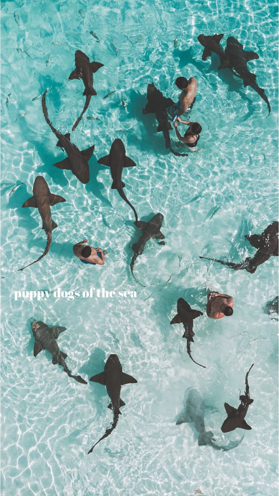 Bahamas Sharks