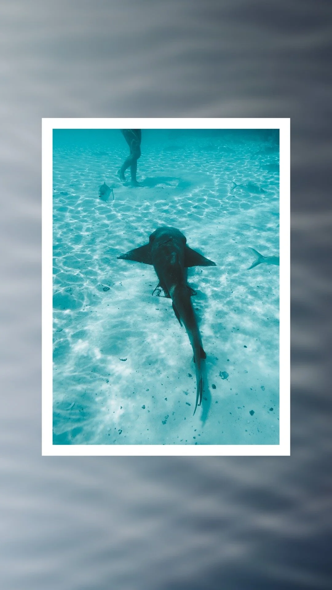 Nursing Sharks Bahamas
