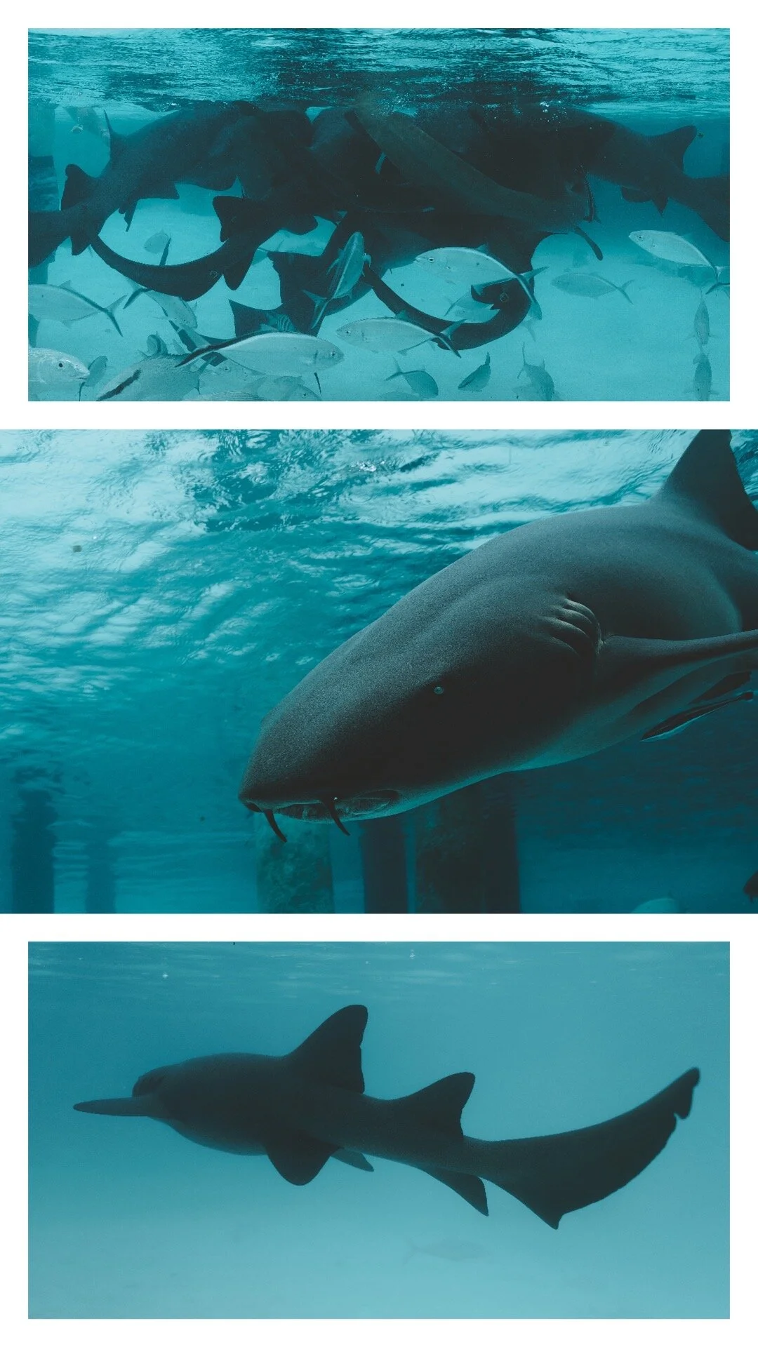 Nursing Sharks Bahamas