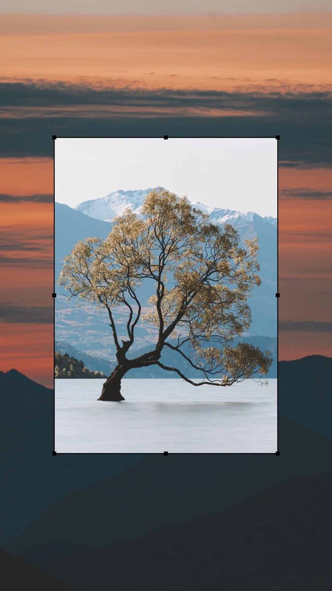 New Zealand That Wanaka Treet