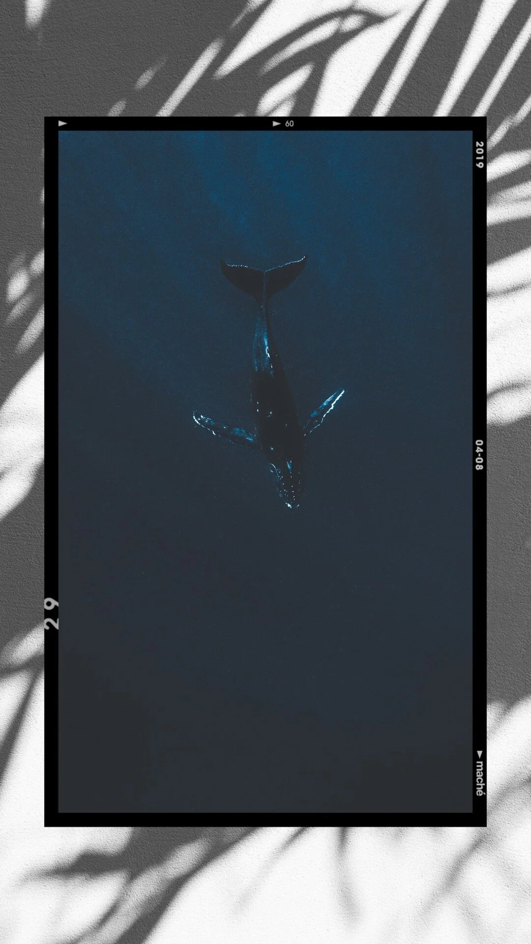 Tonga Whales photography