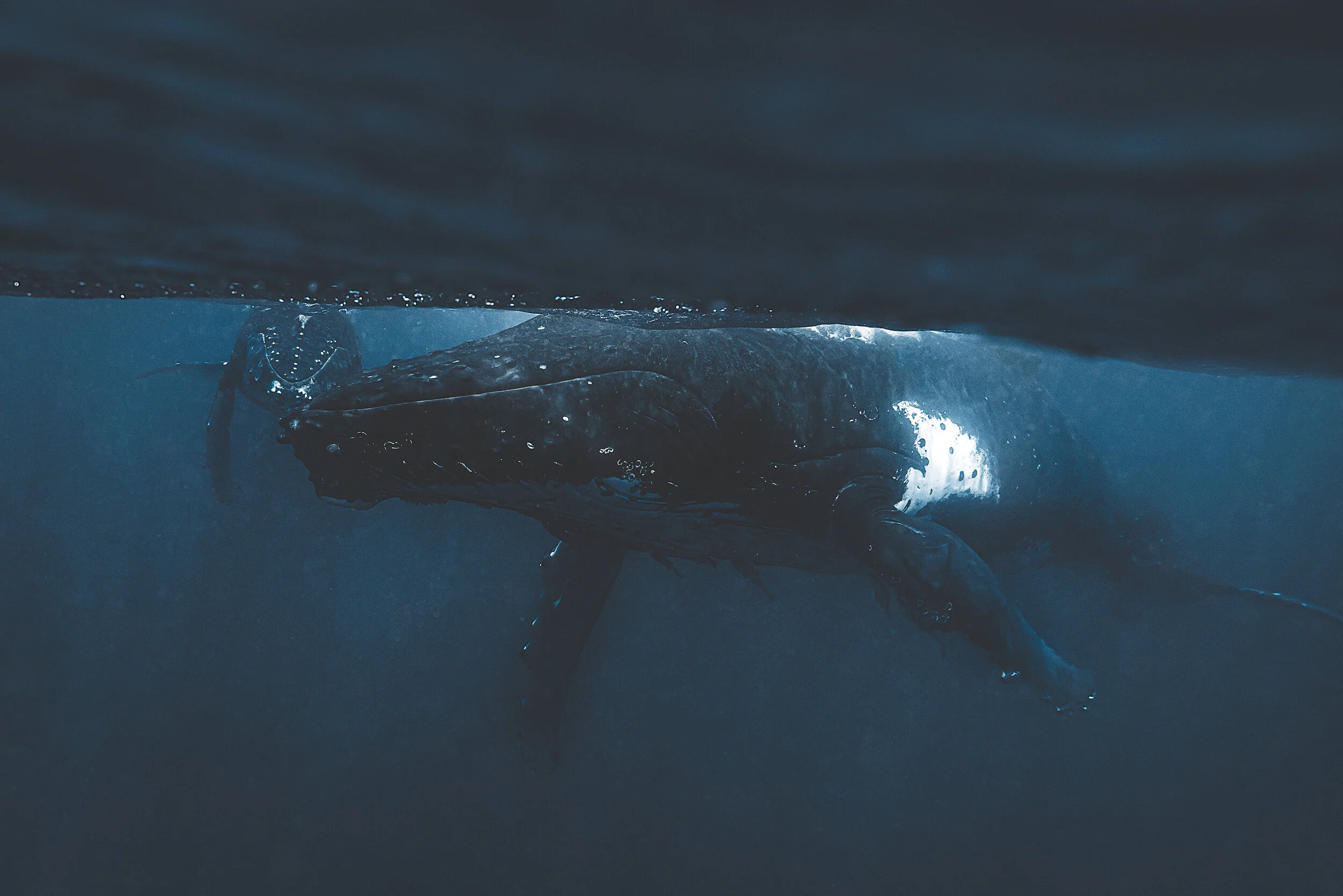 Tonga Whales 