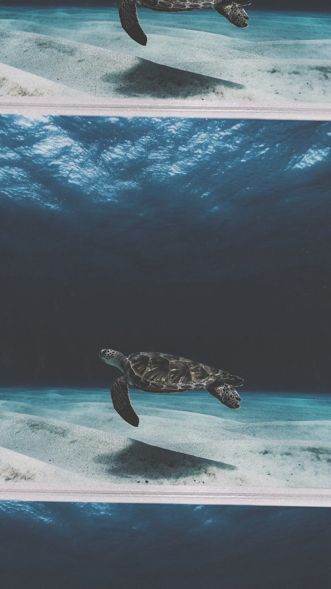 Underwater Green Sea Turtle 