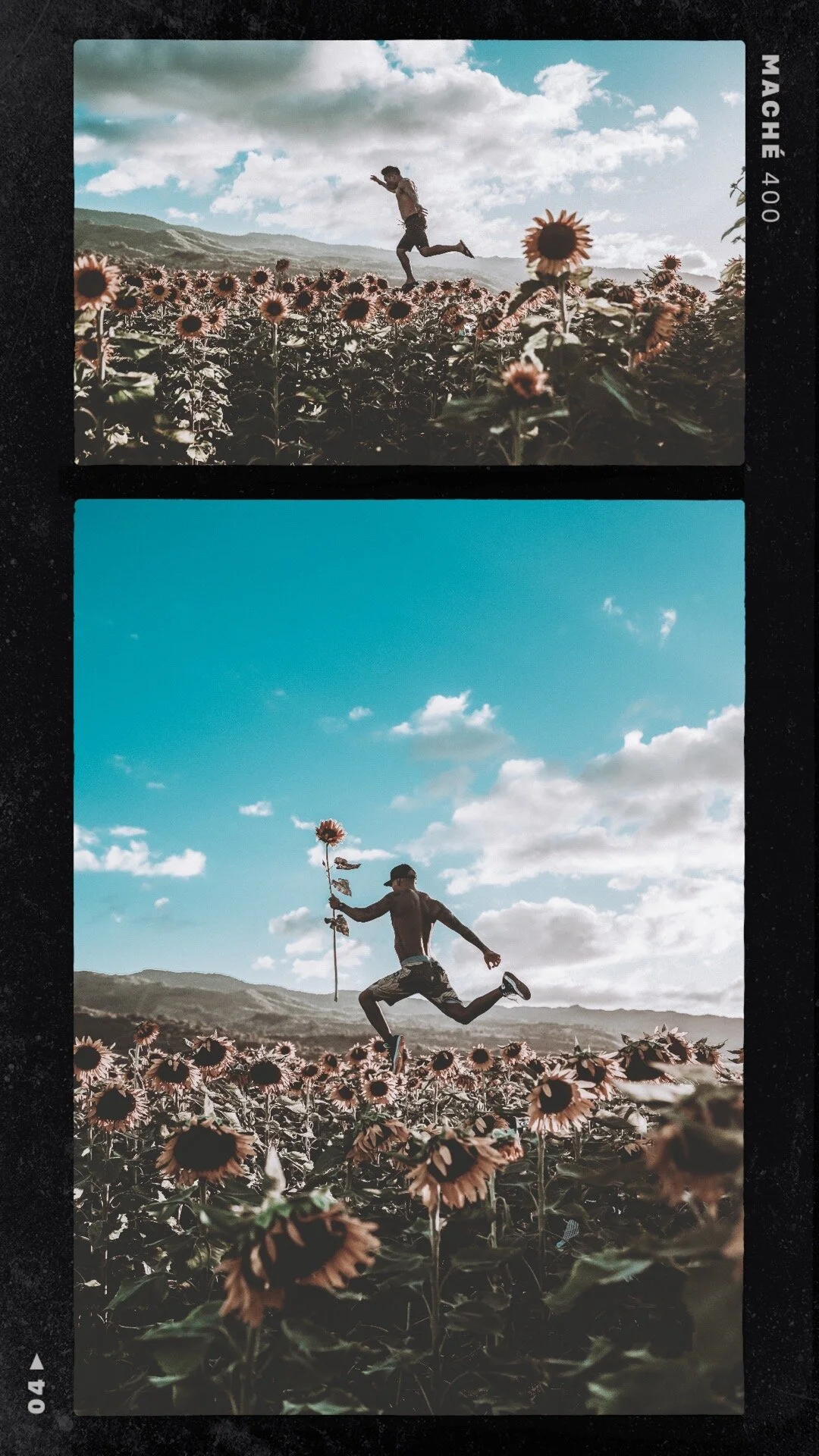 Hawaiian Sunflower fields