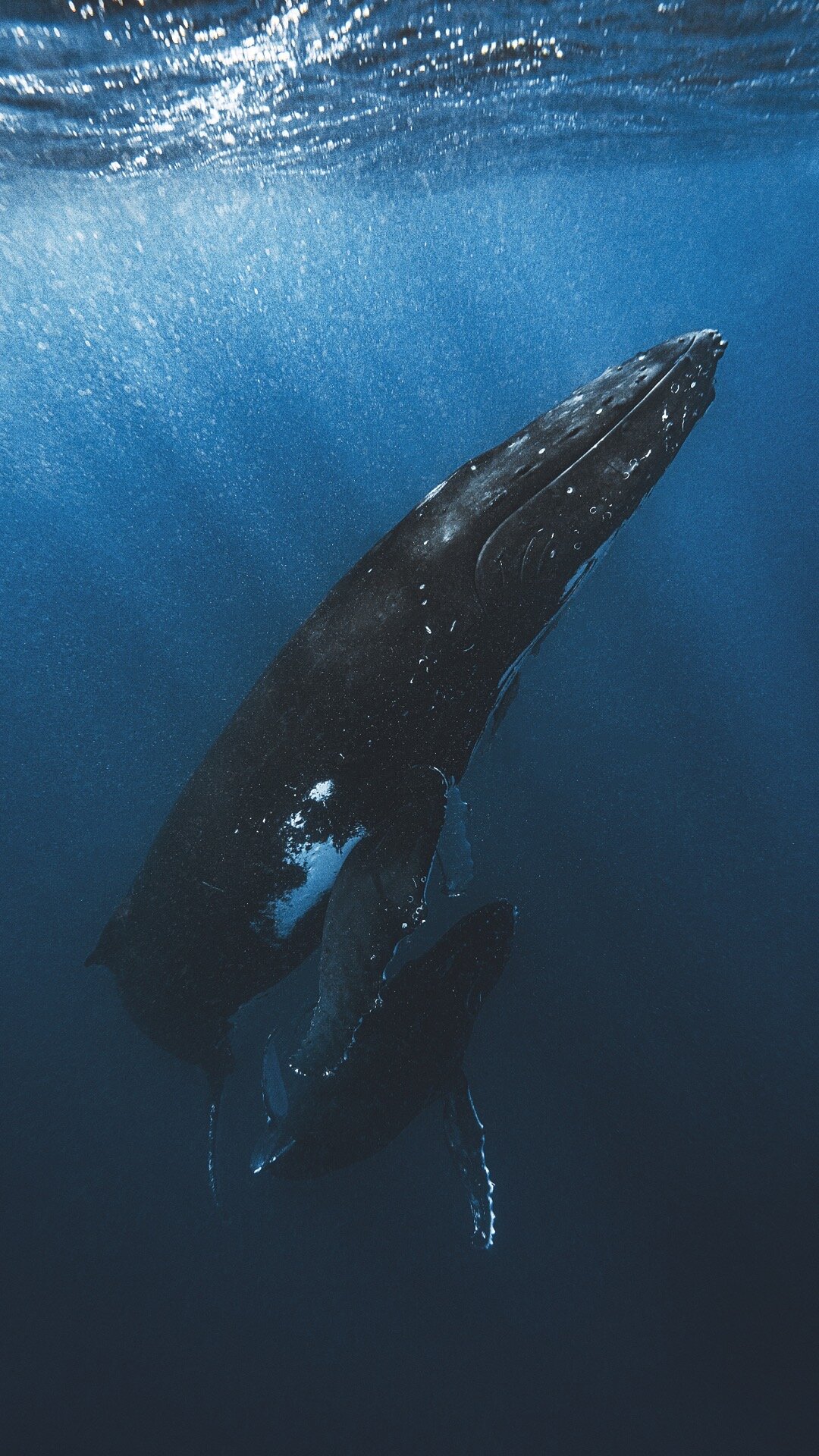 Swimming with Whales Tonga