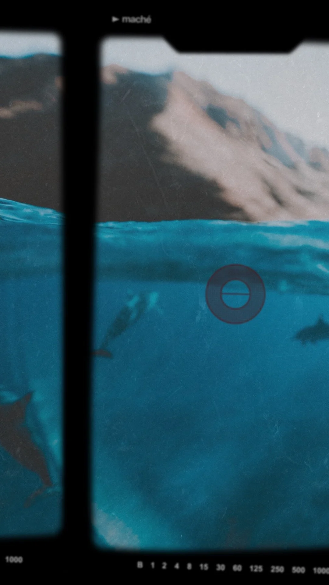 Hawaiian Spinner Dolphins