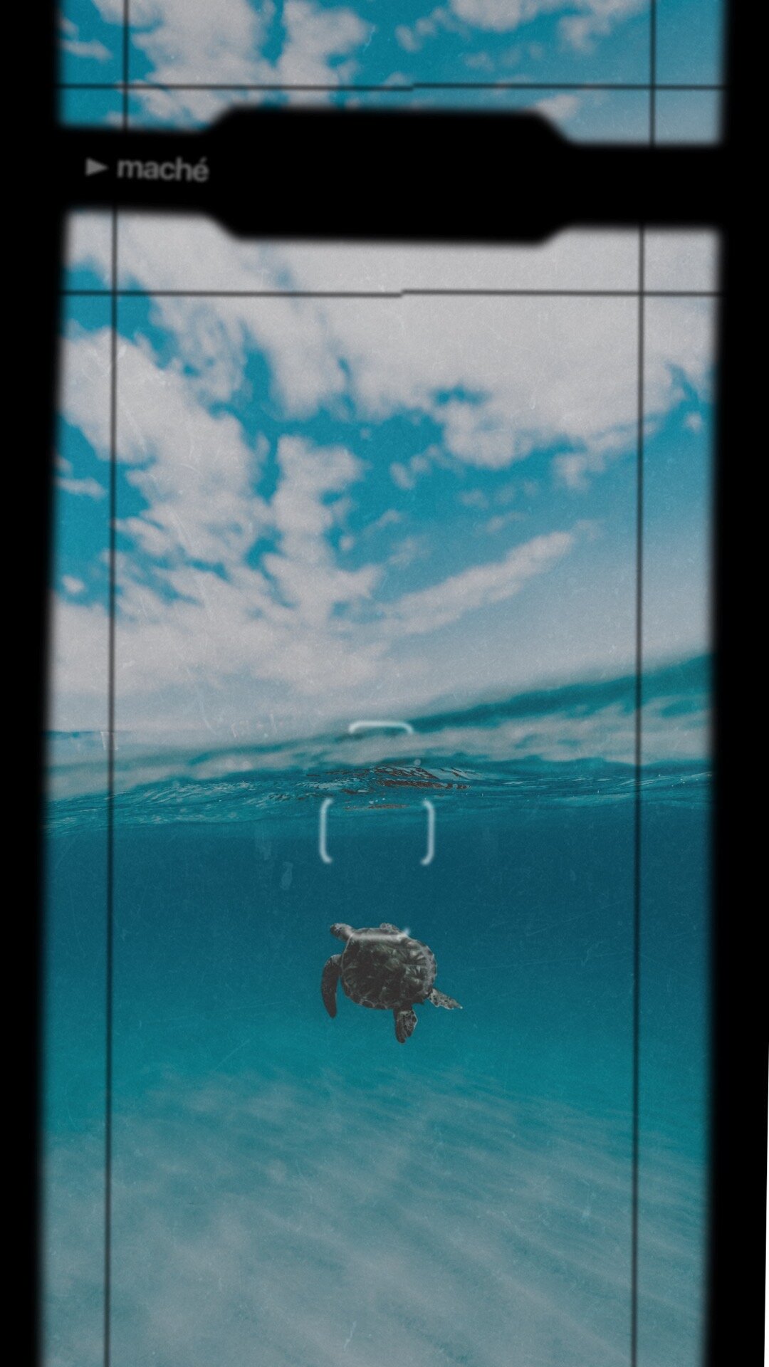 Hawaiian Green Sea Turtle 