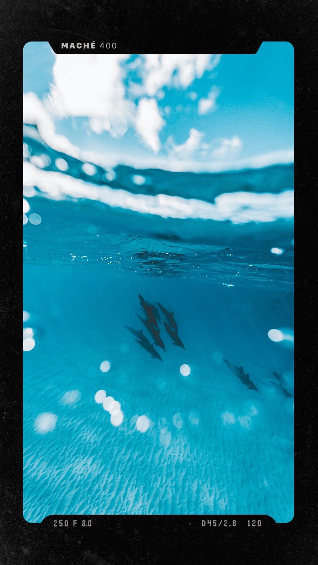 Hawaiian Spinner Dolphins