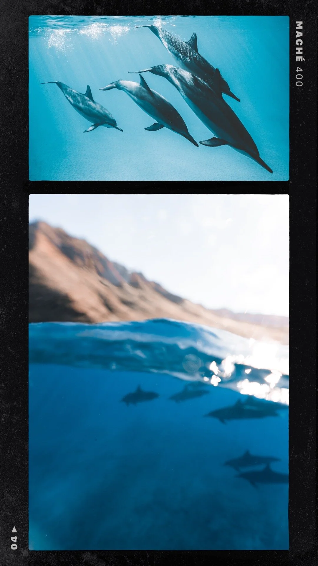 Hawaii Spinner Dolphins 