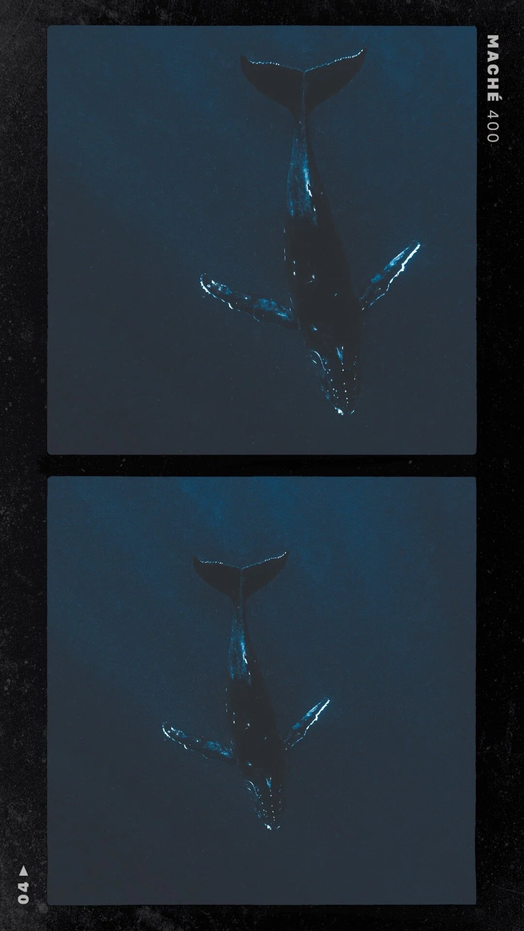 Tonga Whales