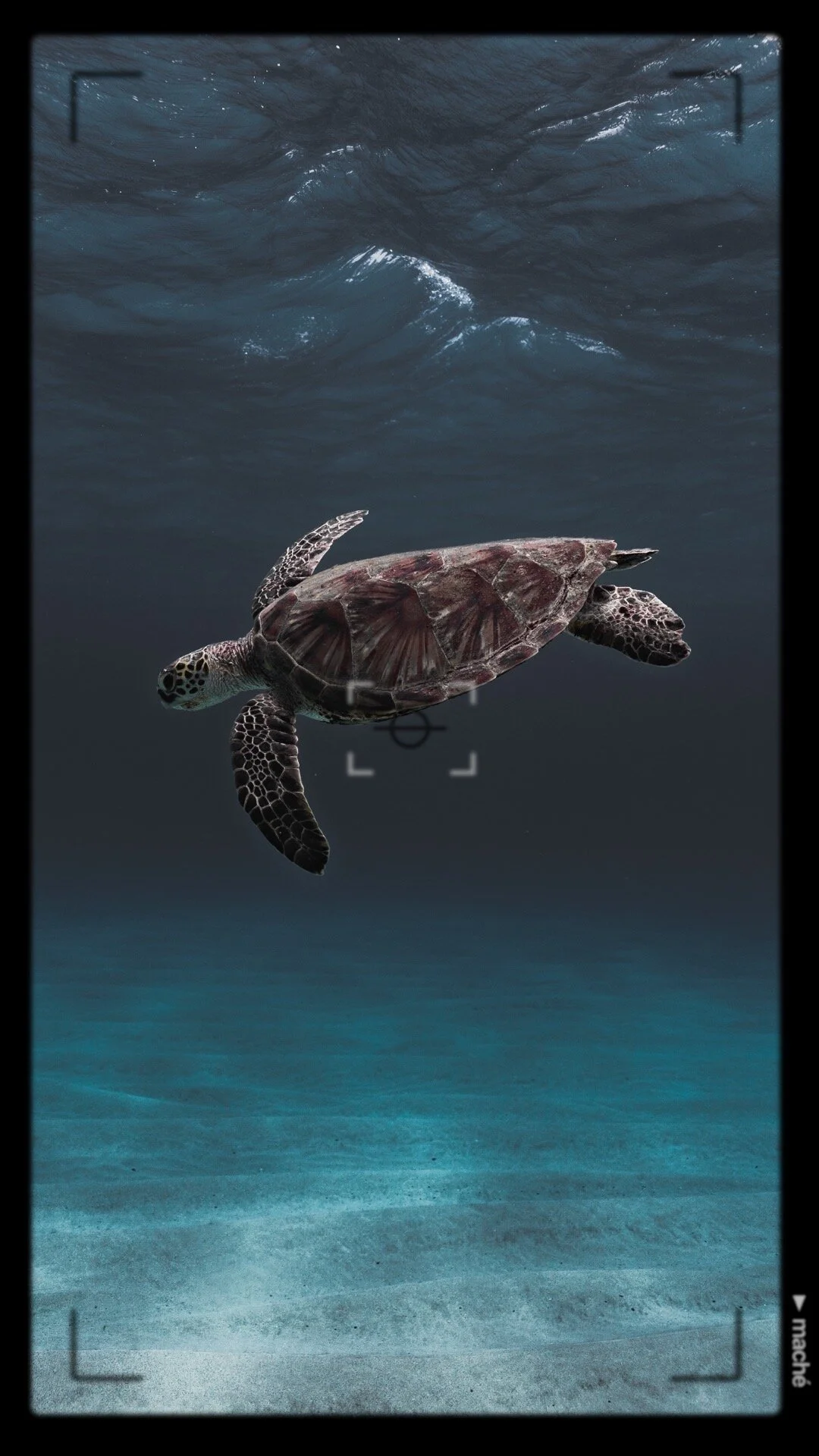 Hawaiian Green Sea Turtle
