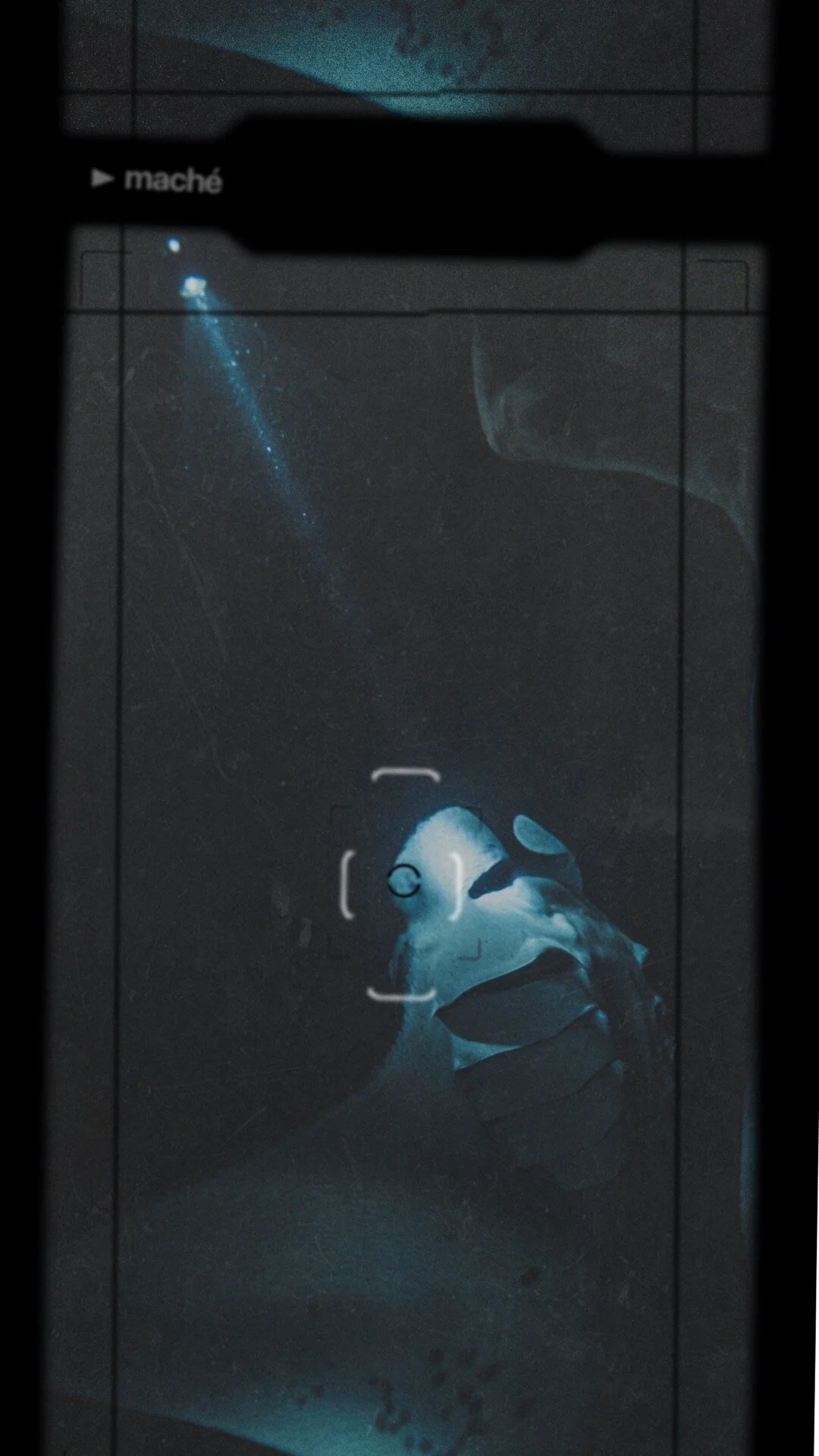 Manta Ray night dive