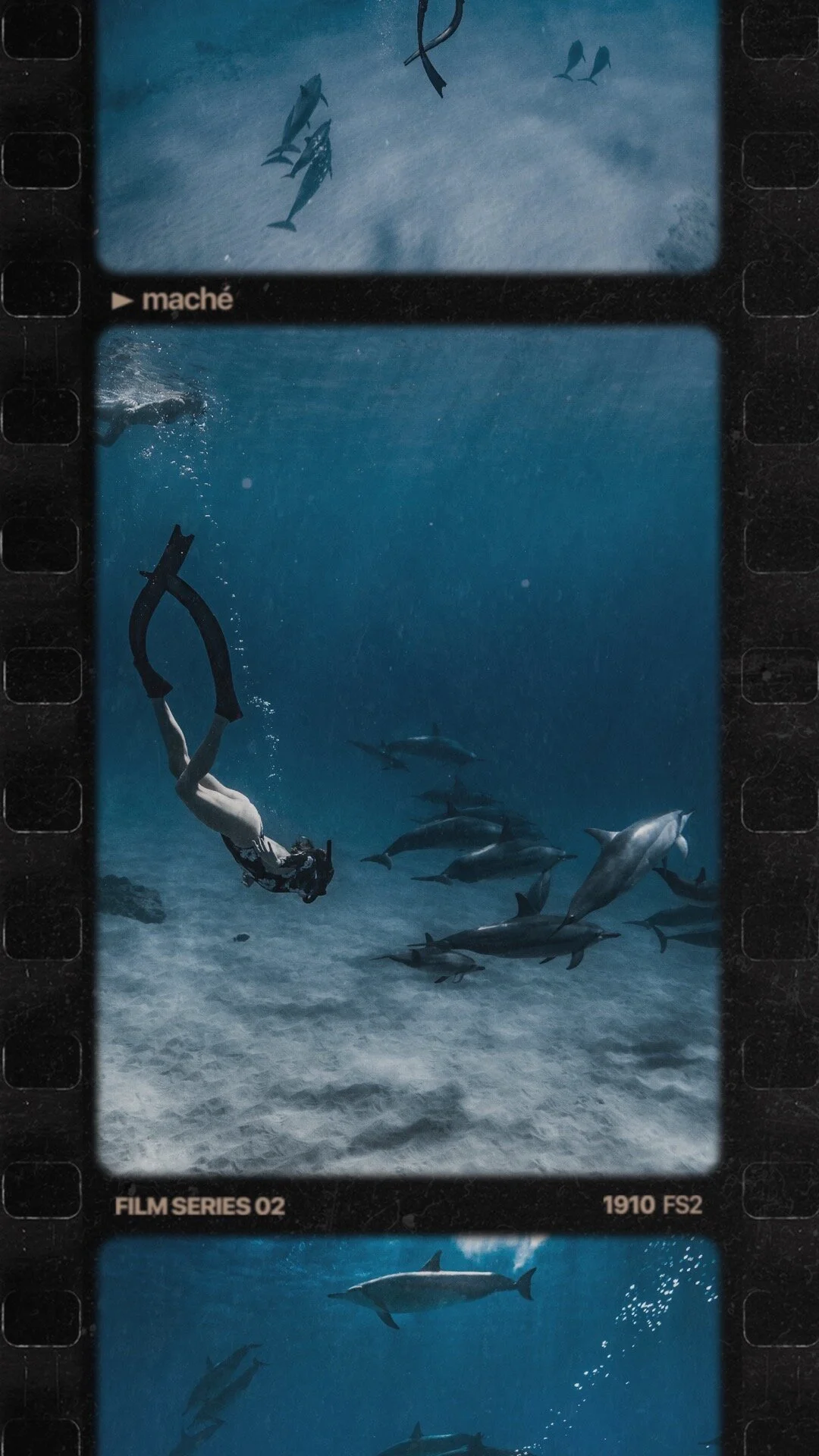 Hawaiian Spinner Dolphins