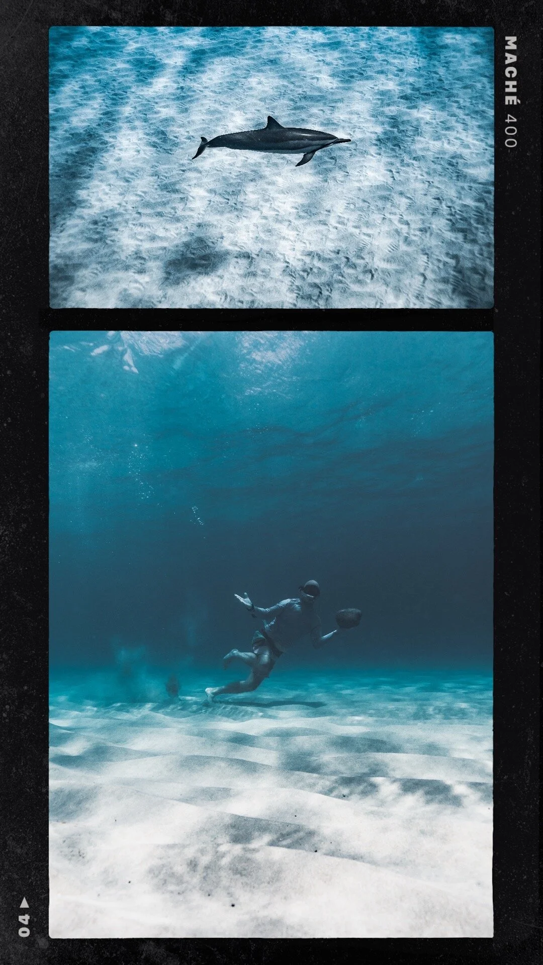 Spinner Dolphin Hawaii