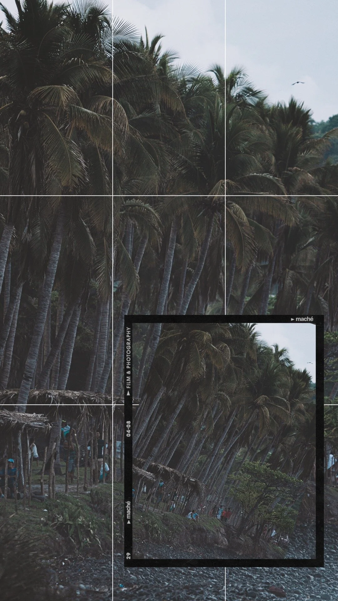 El Salvador Coconut Palms