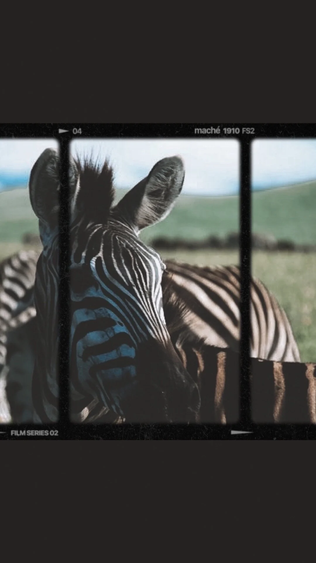 Zebra Africa