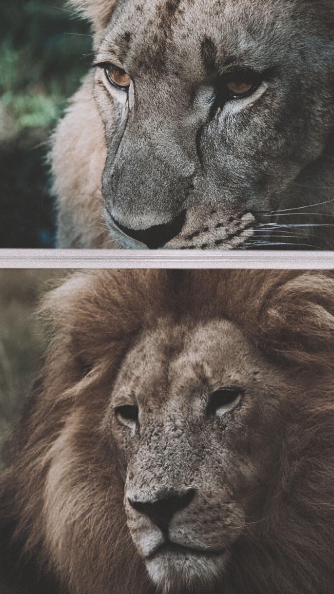 African Lions