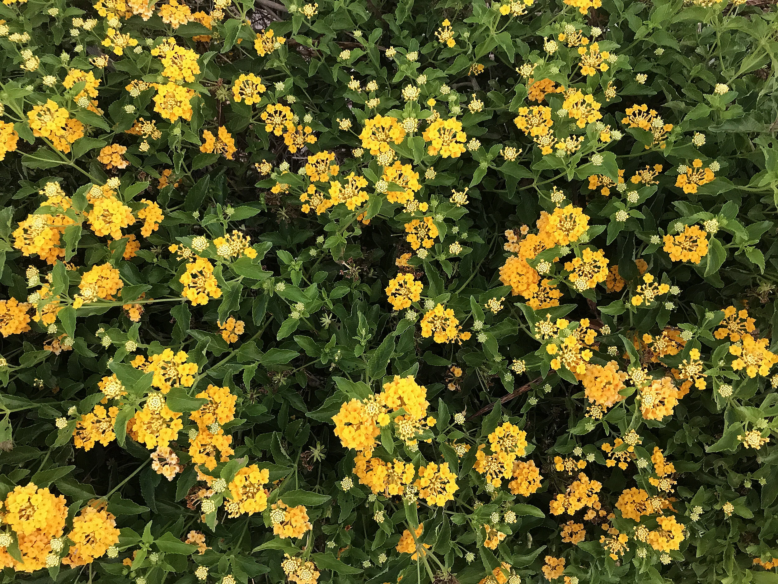 21/90 Day Rule : Morning Walk - Week Two Entry