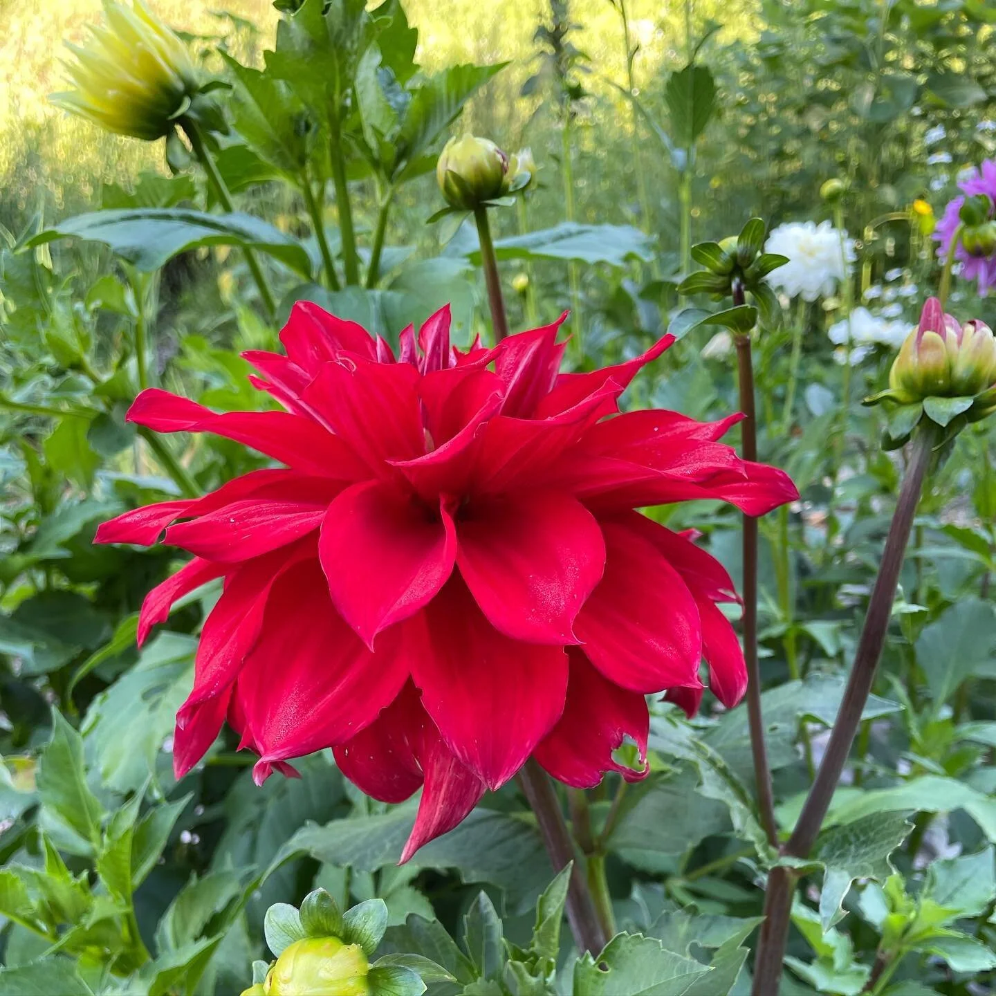 Garden beauty, my first time growing dahlias and I am loving how beautiful they are!! #flowers #growingflowers #dahlias #summergardens #gardenbeauty #erinontario
