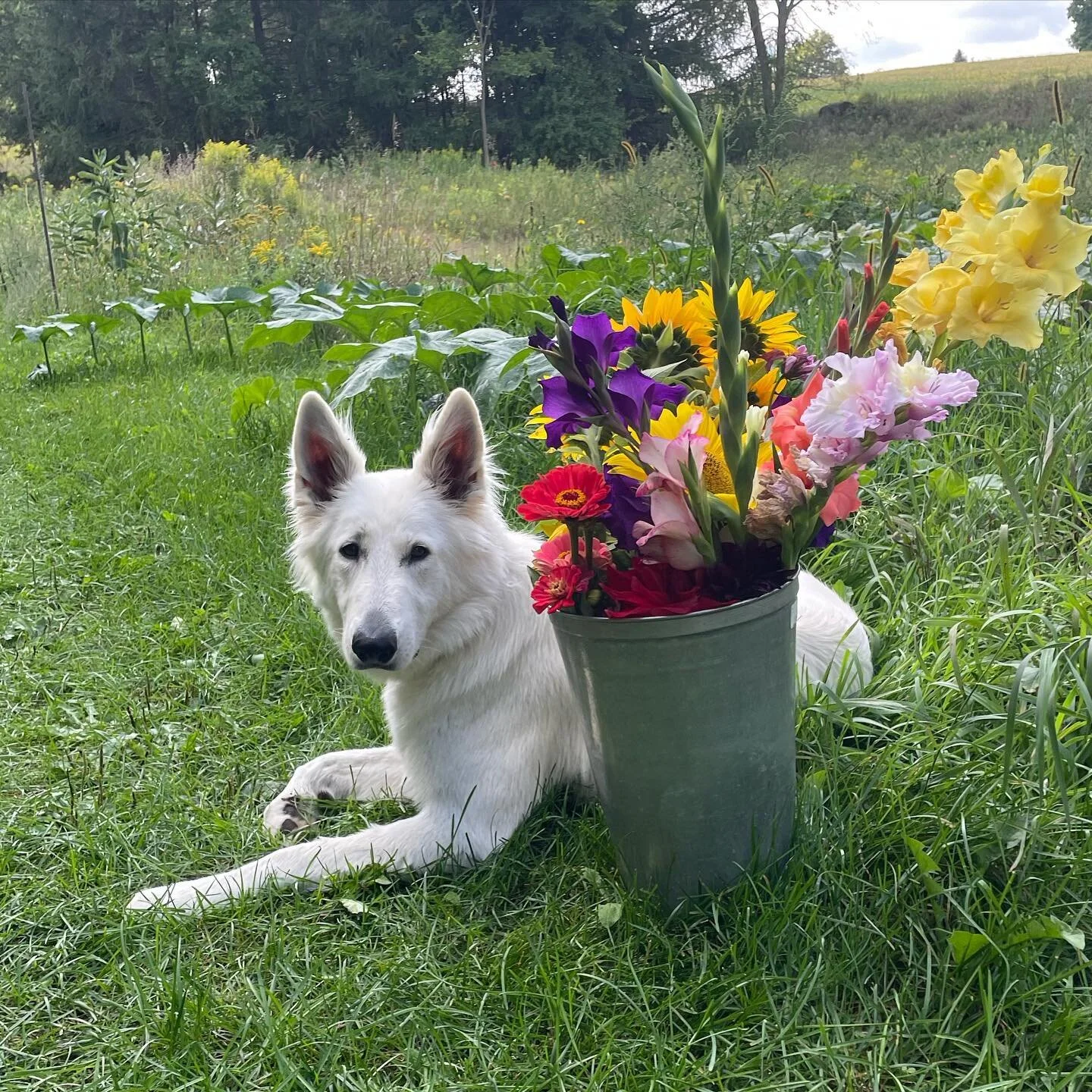 Reika helping in the garden #garden #reikathewhiteshepherd #flowergardening