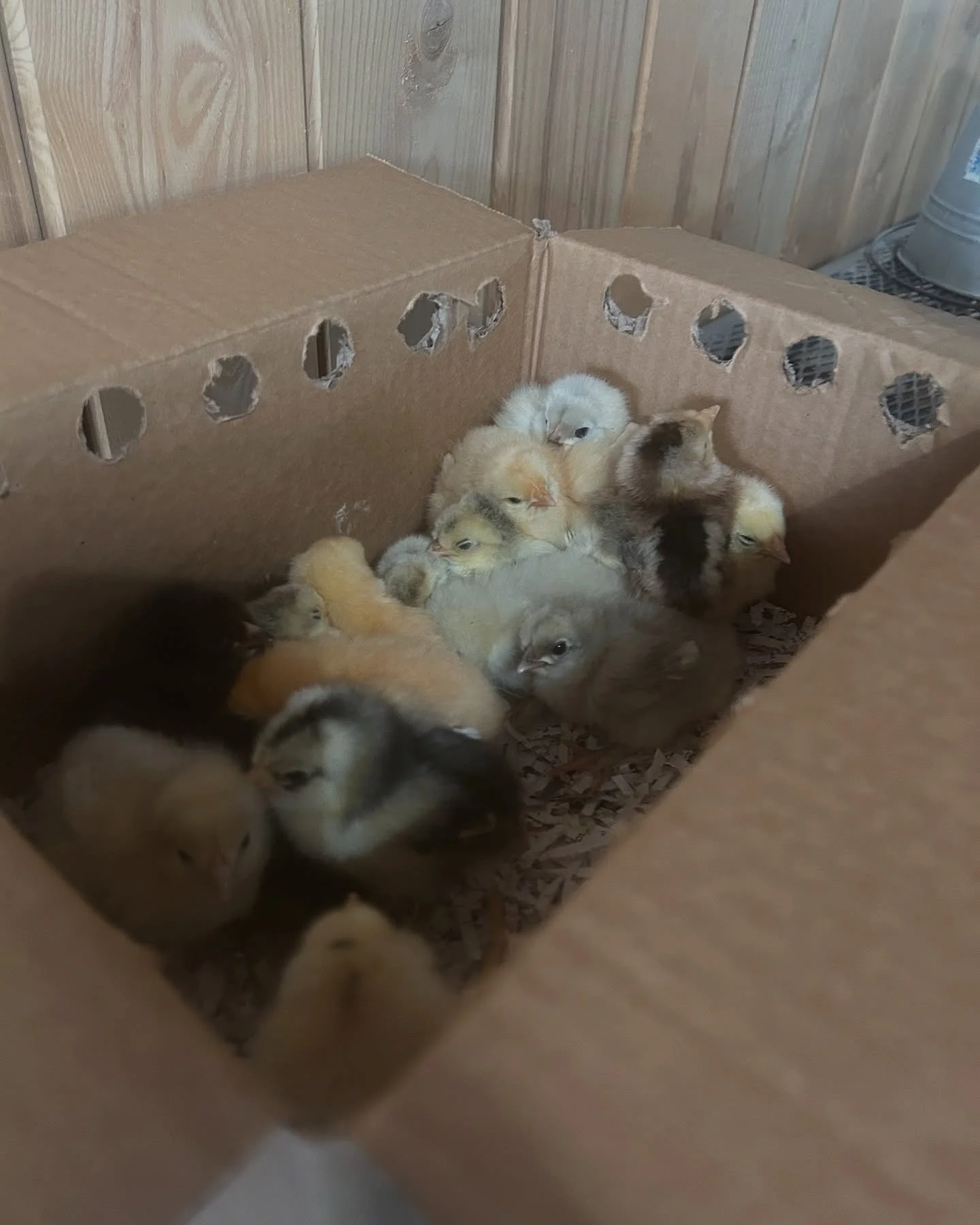 Welcoming new babies to the farm #chicks #babychicks #farmlife
