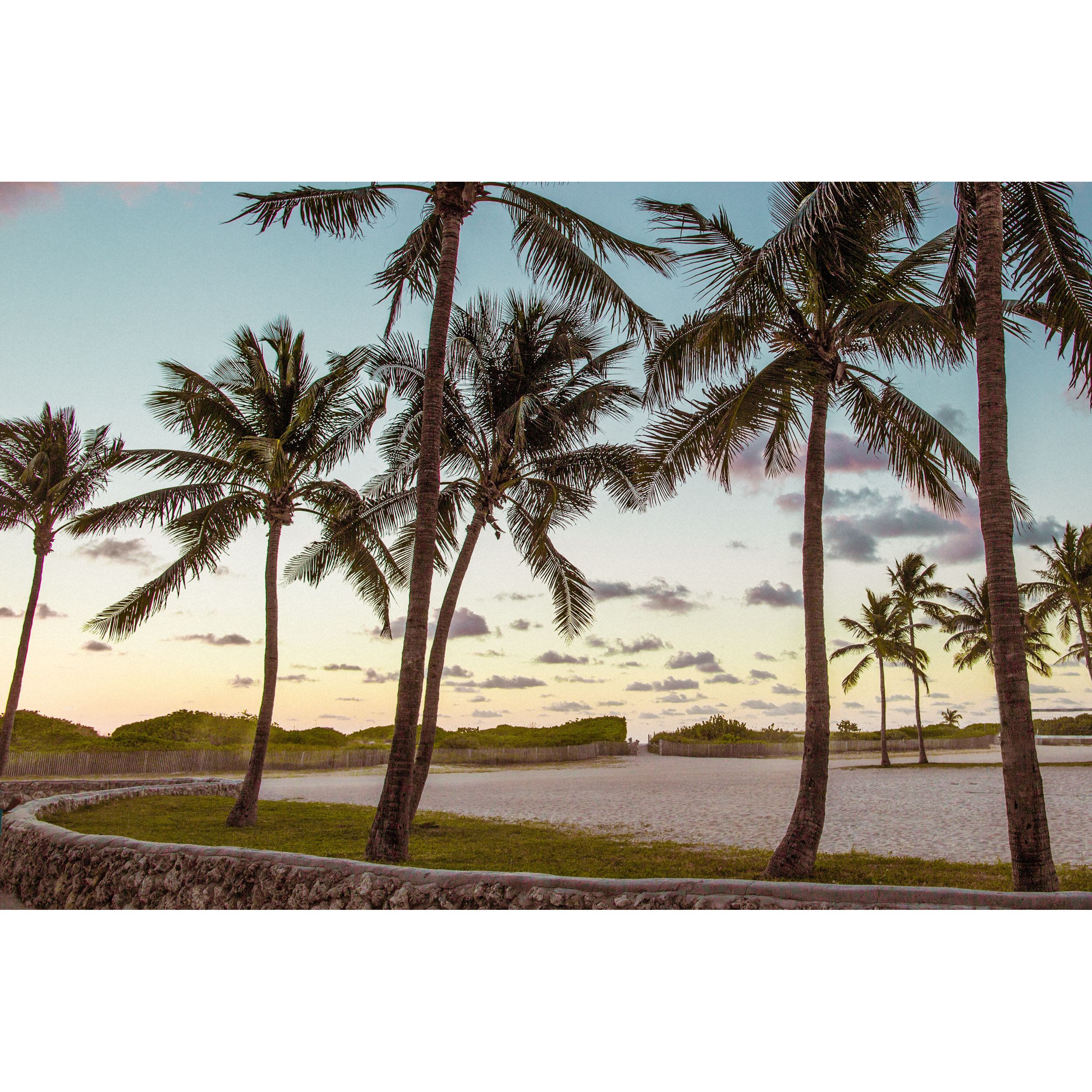 Palm trees in Miami Beach
