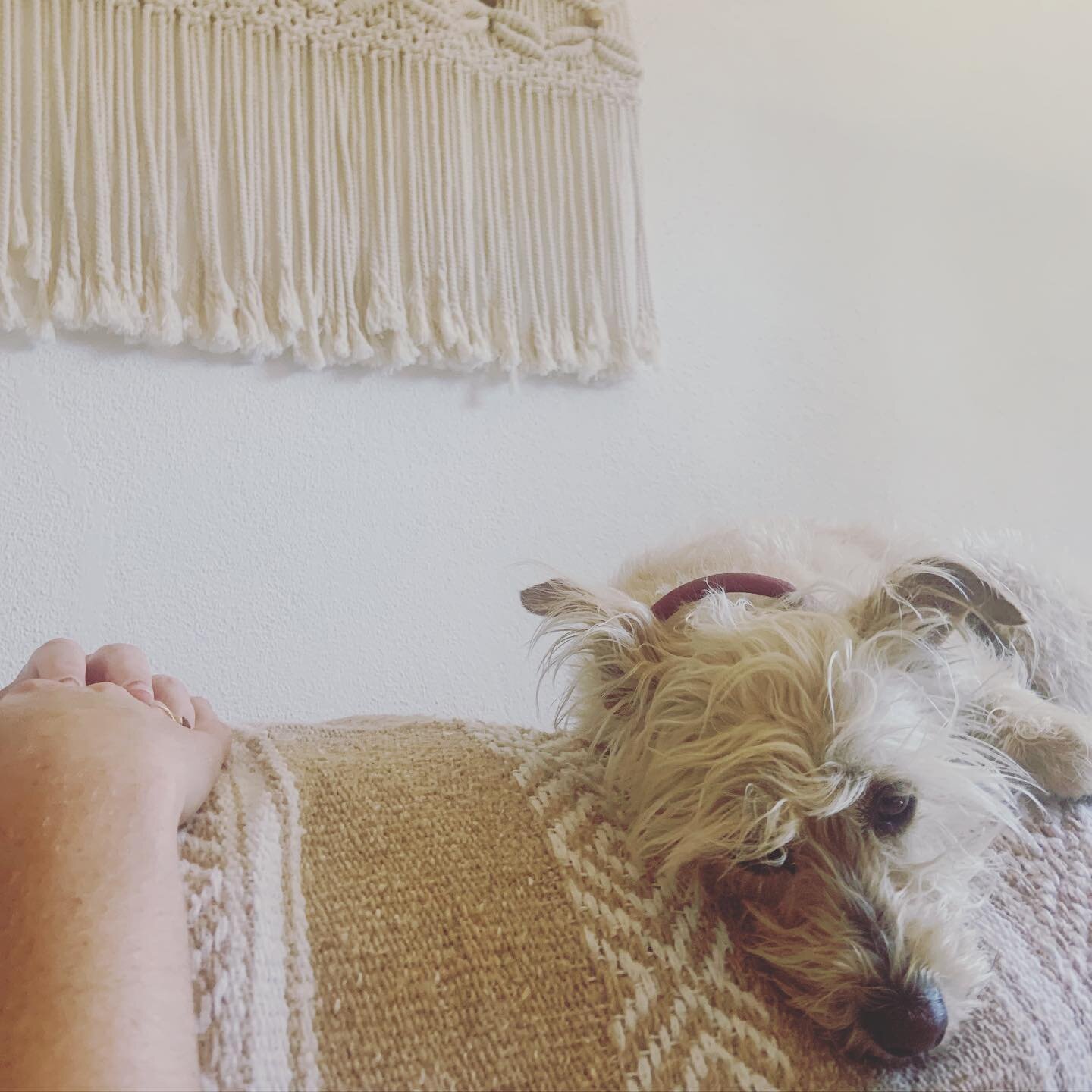 Sweet @lenulacachorra enjoying a Somatic Facial Experience with her Mama 🌸 Dogs are welcome into the magical portal ~ They are so receptive to the meditative realms that are accessed during the treatment 💓