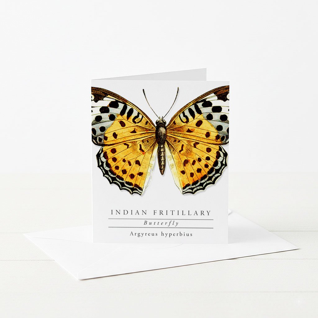 indian_fritillary_butterfly_card.jpg