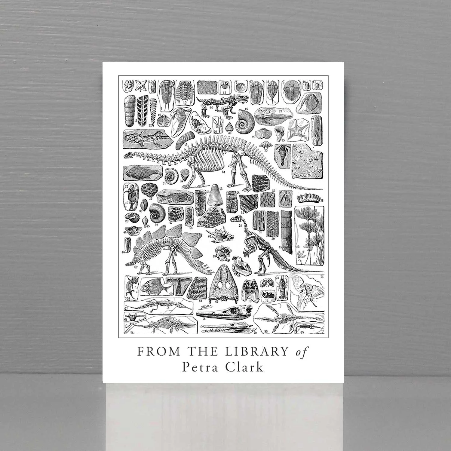 Dinosaur and Fossil bookplates.
