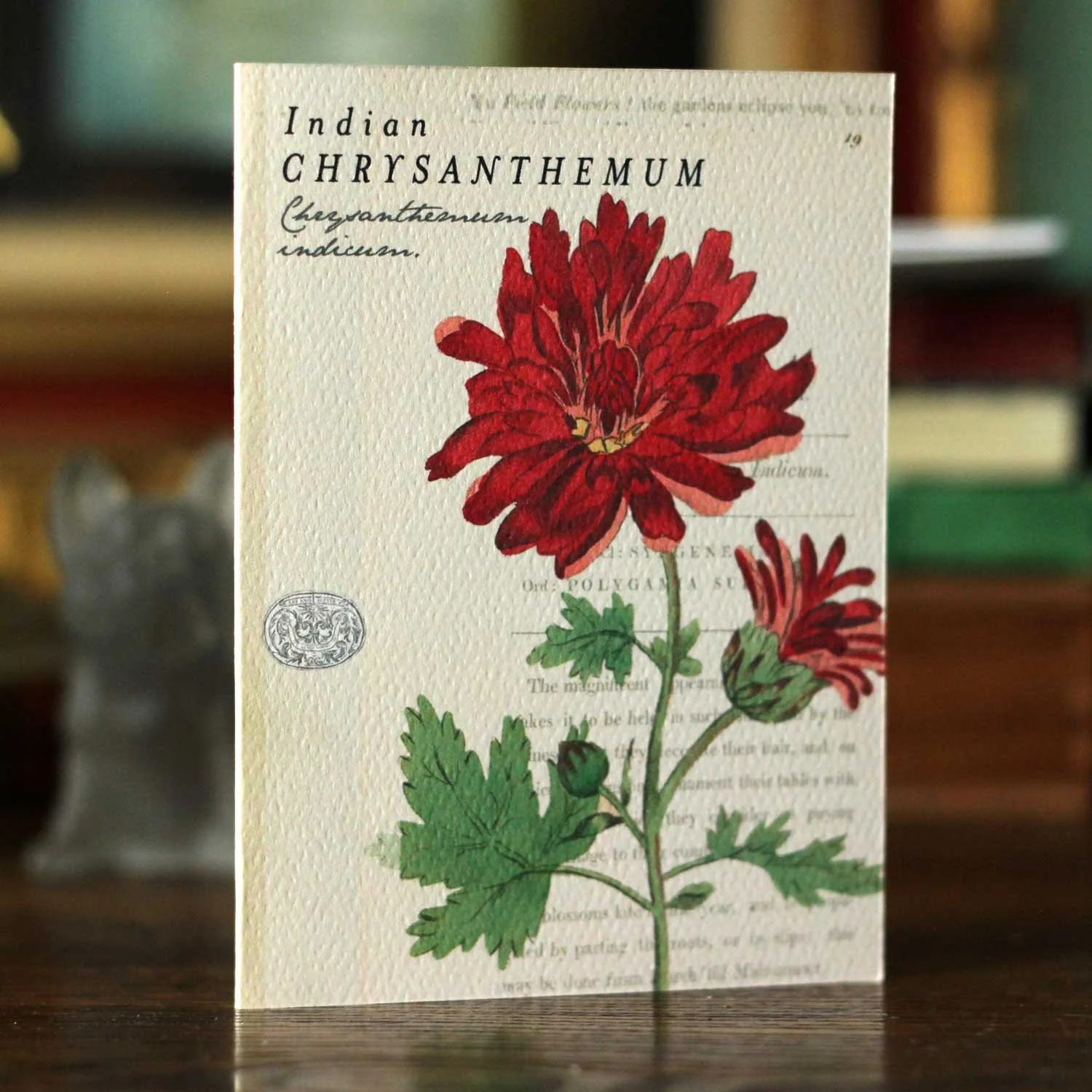 chrysanthemum.jpg