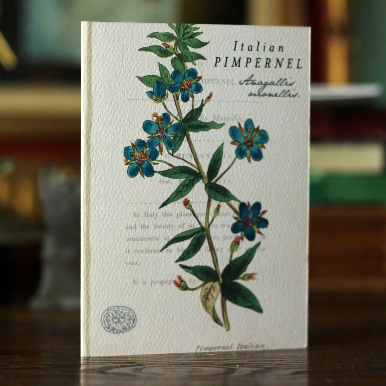 italian_pimpernel.jpg