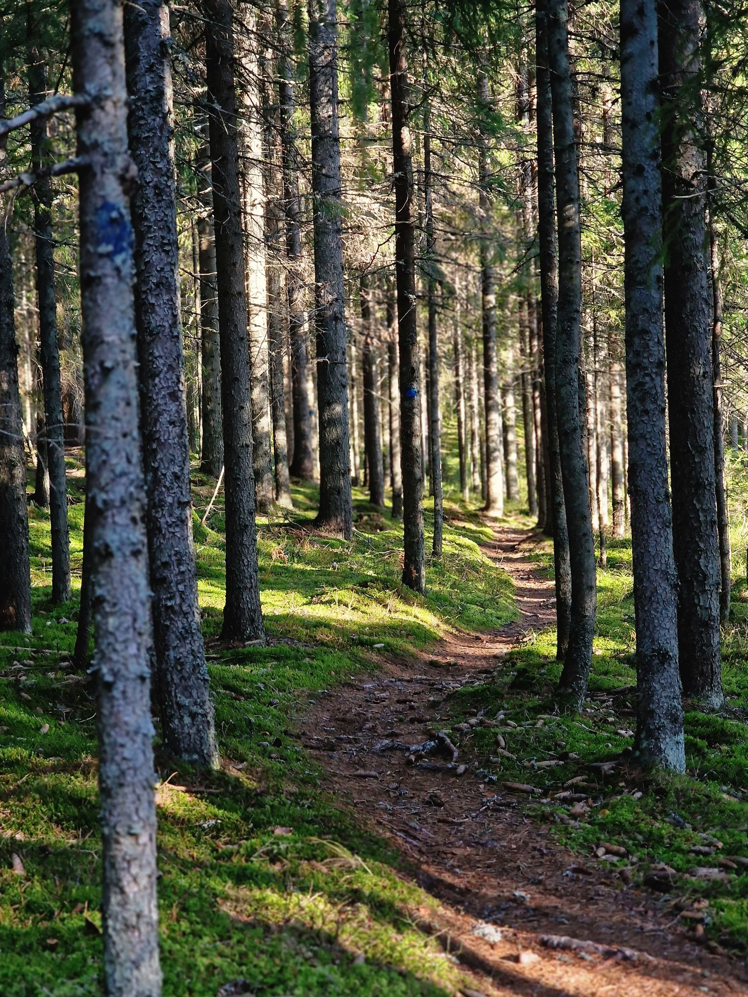 A narrow dirt trail winds through a sunlit evergreen forest, surrounded by tall conifer trees and a moss-covered forest floor.