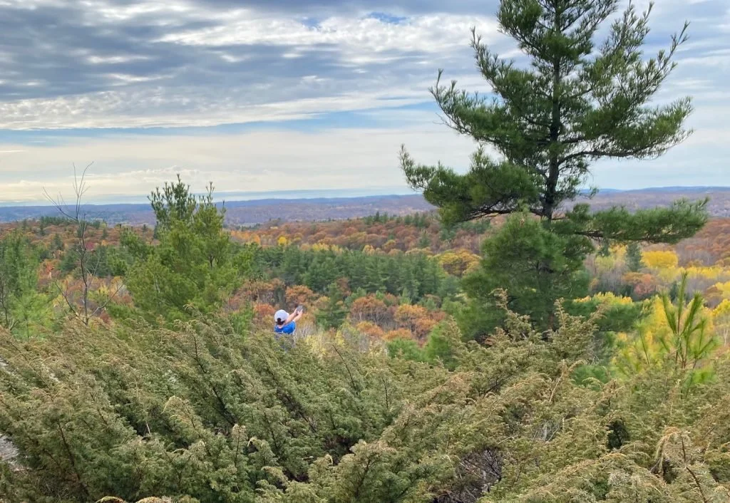 A panoramic view stretches across an expansive forest landscape alive with autumn colours, while a lone visitor pauses at a lookout to take in the scenery.