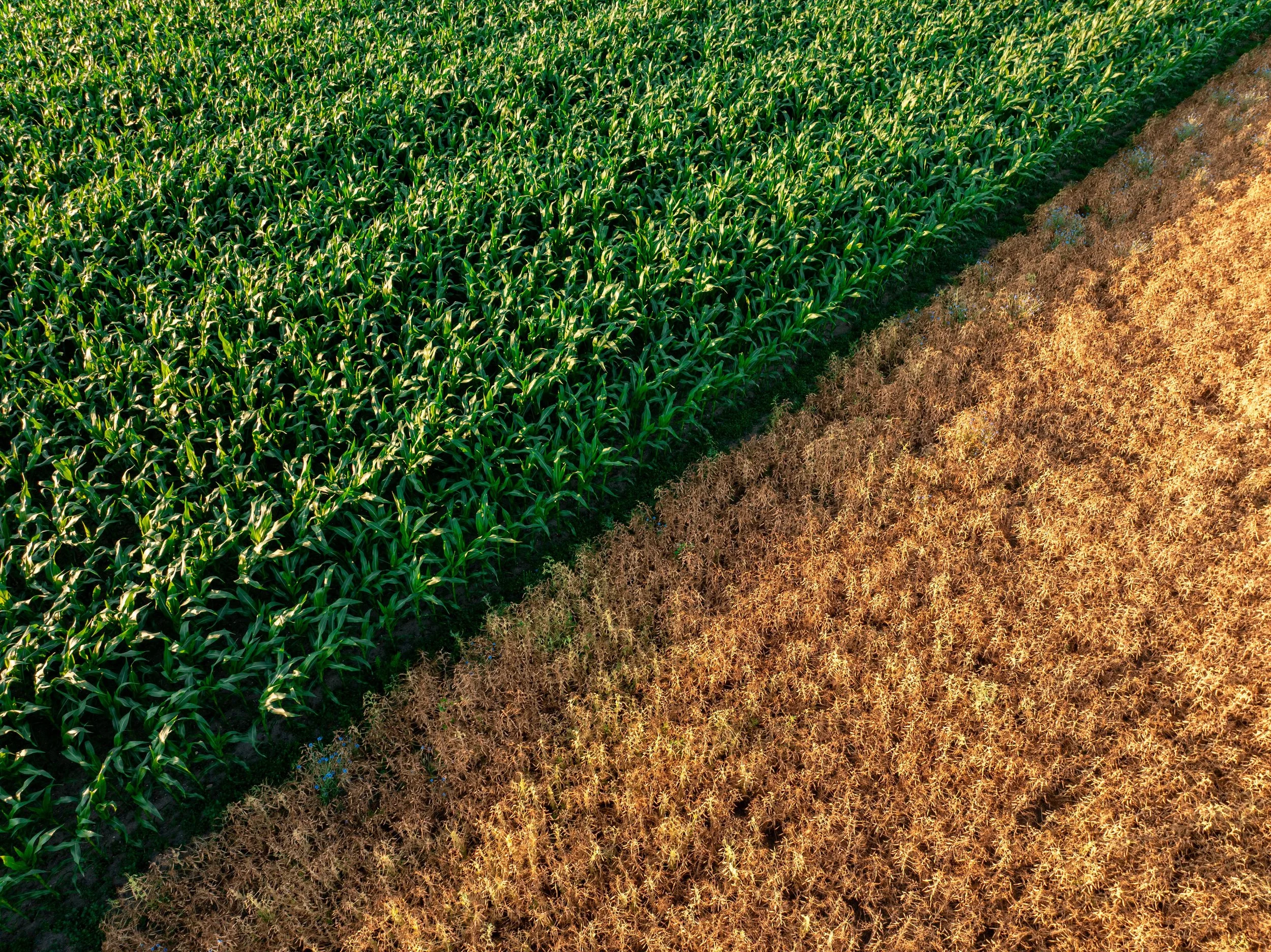 An aerial view of two adjacent agricultural fields, with one side lush and green and the other brown and drought-damaged, illustrating the impacts of heat and water stress on crop production.