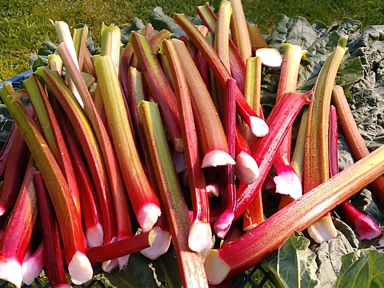 Rhubarb- April 2020 (002).jpg