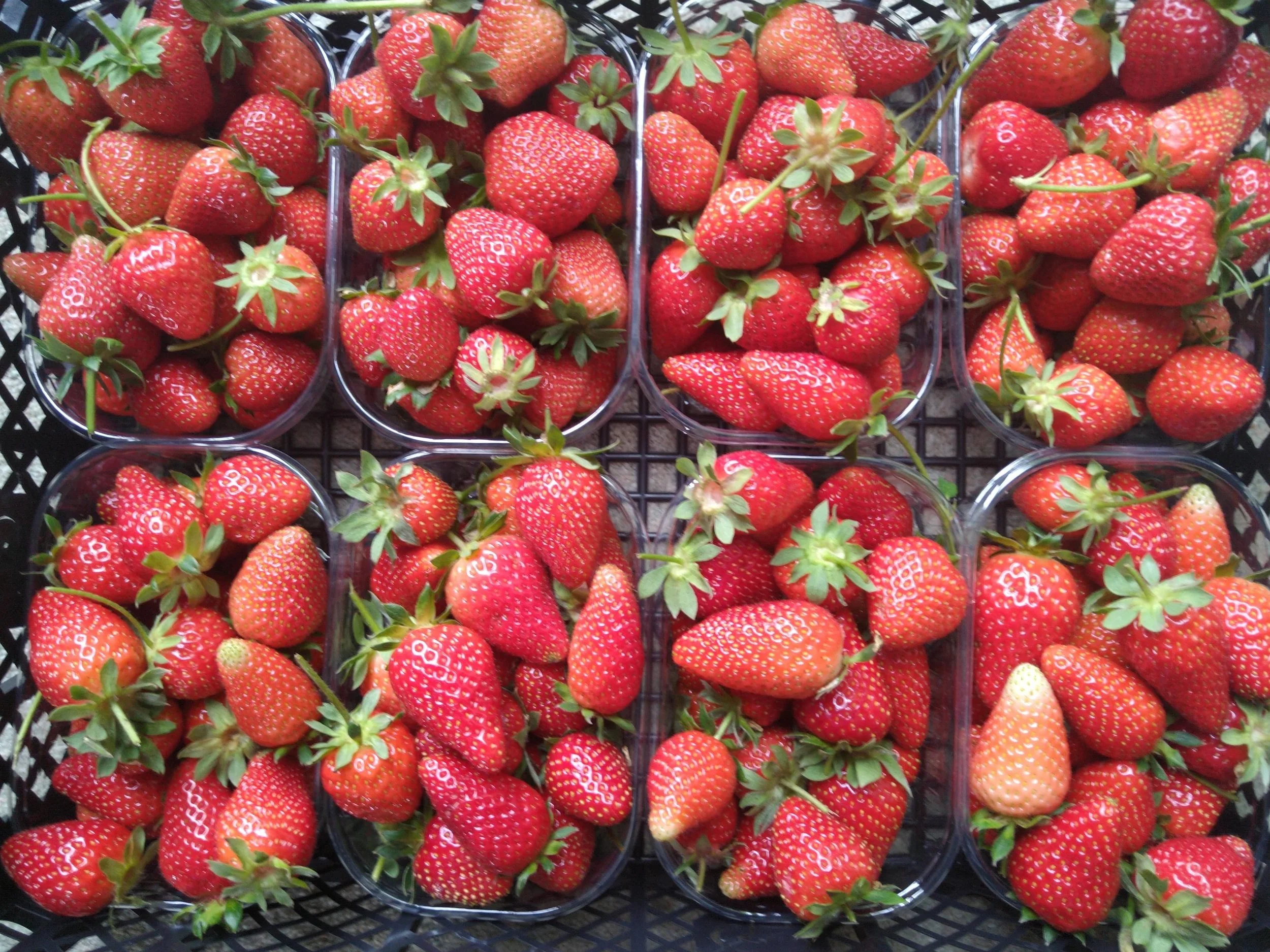 Farmers' Market