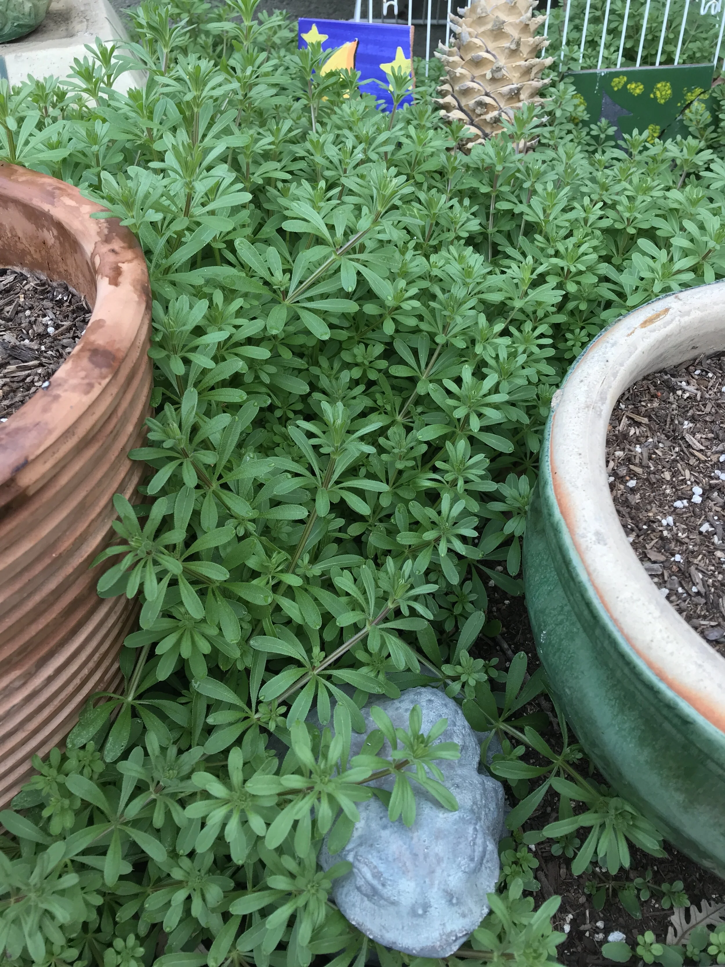 Don’t Trash That Weed! CLEAVERS FOR LYMPH!