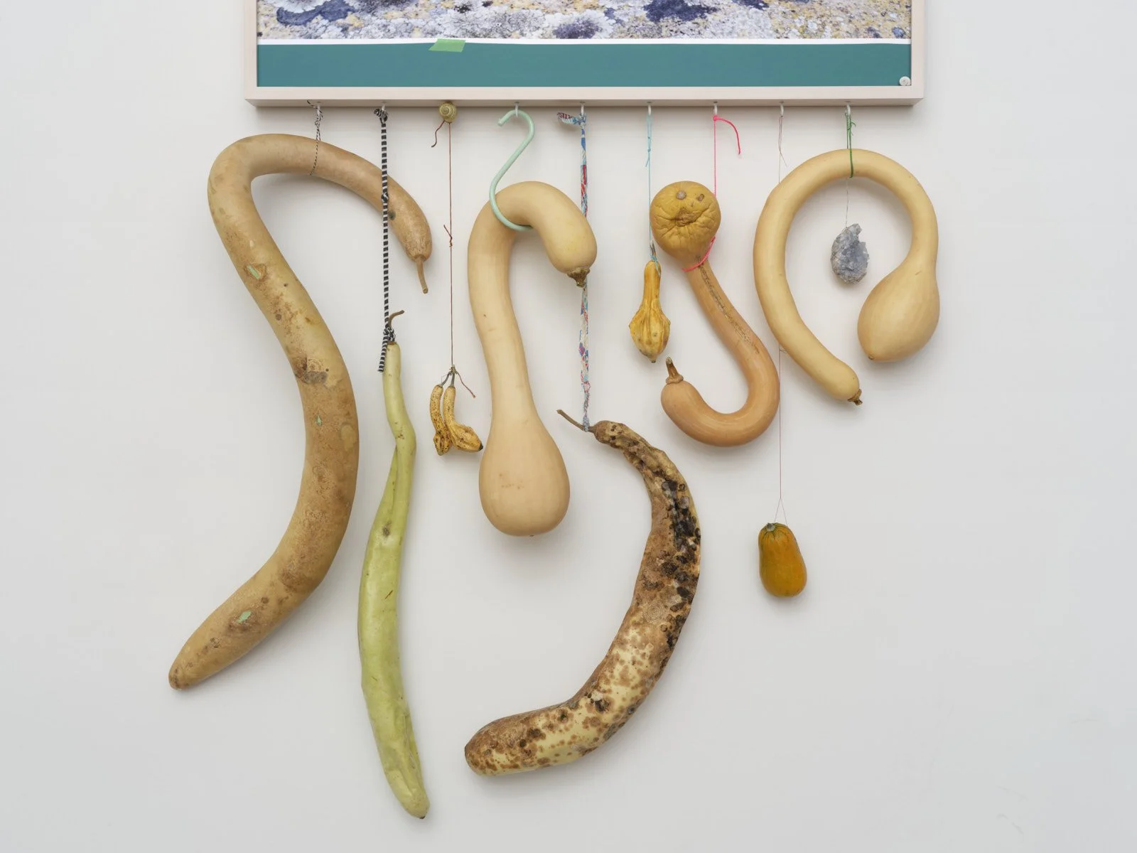 01_SquashLichen_detail_1.jpg