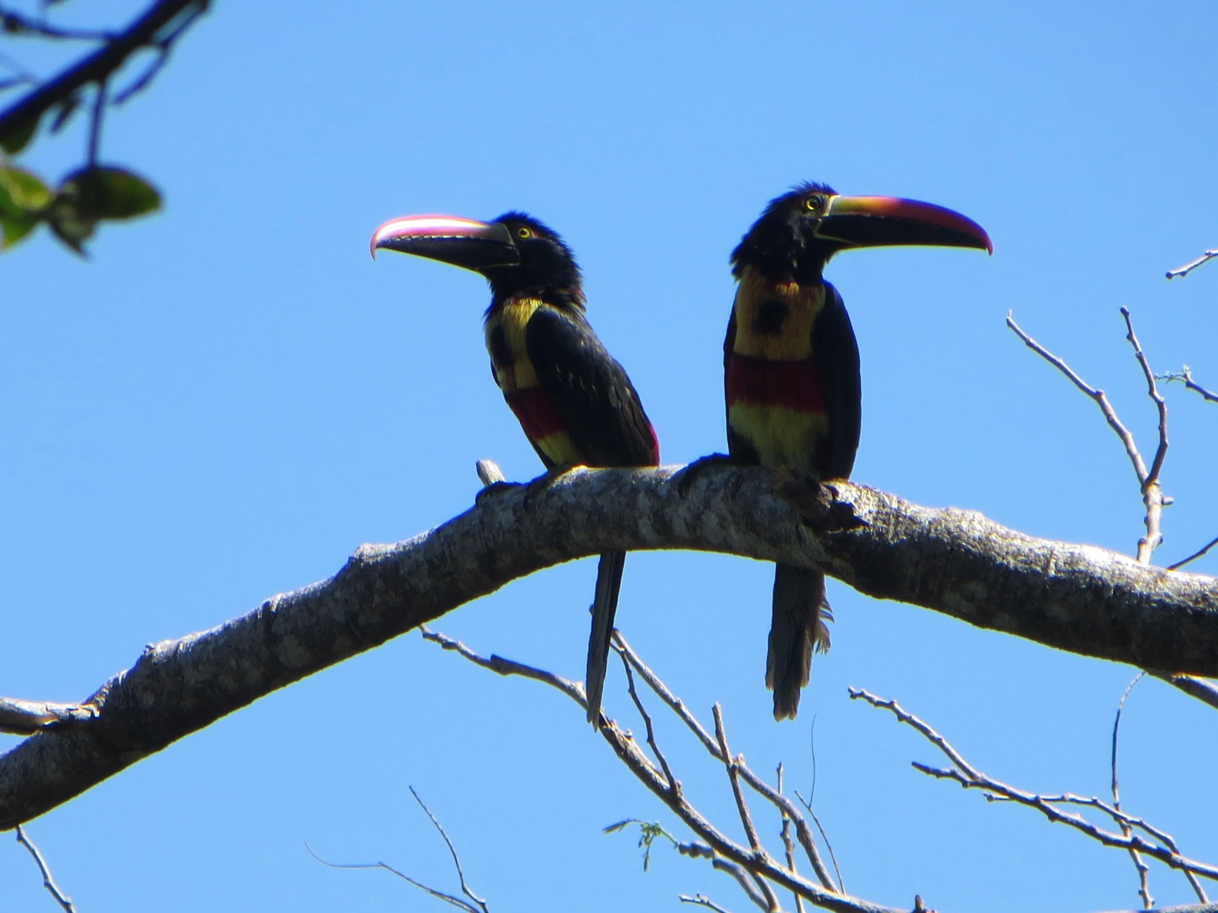 processed_Aracari Toucans.JPG