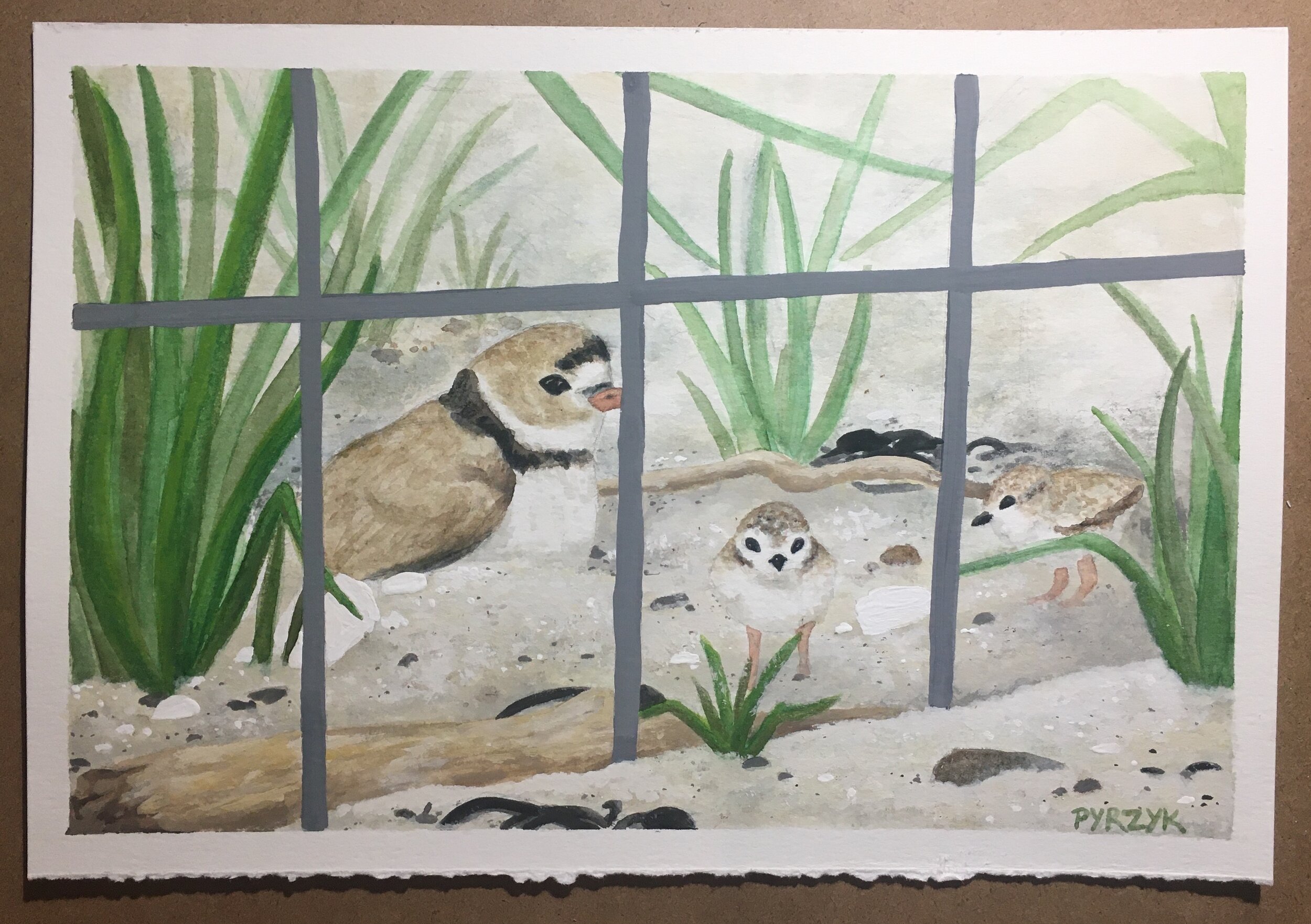 Protect the Plovers