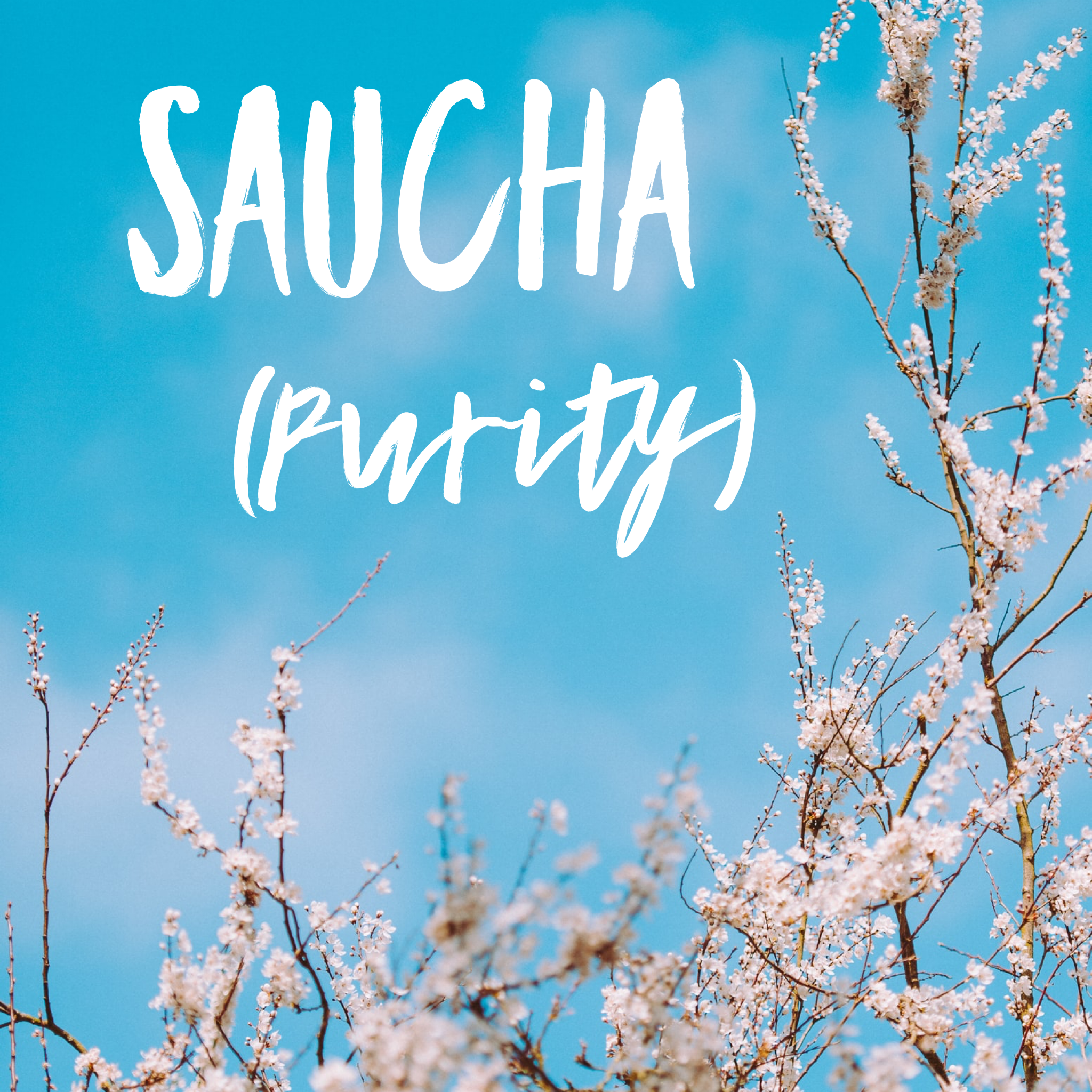 SAUCHA