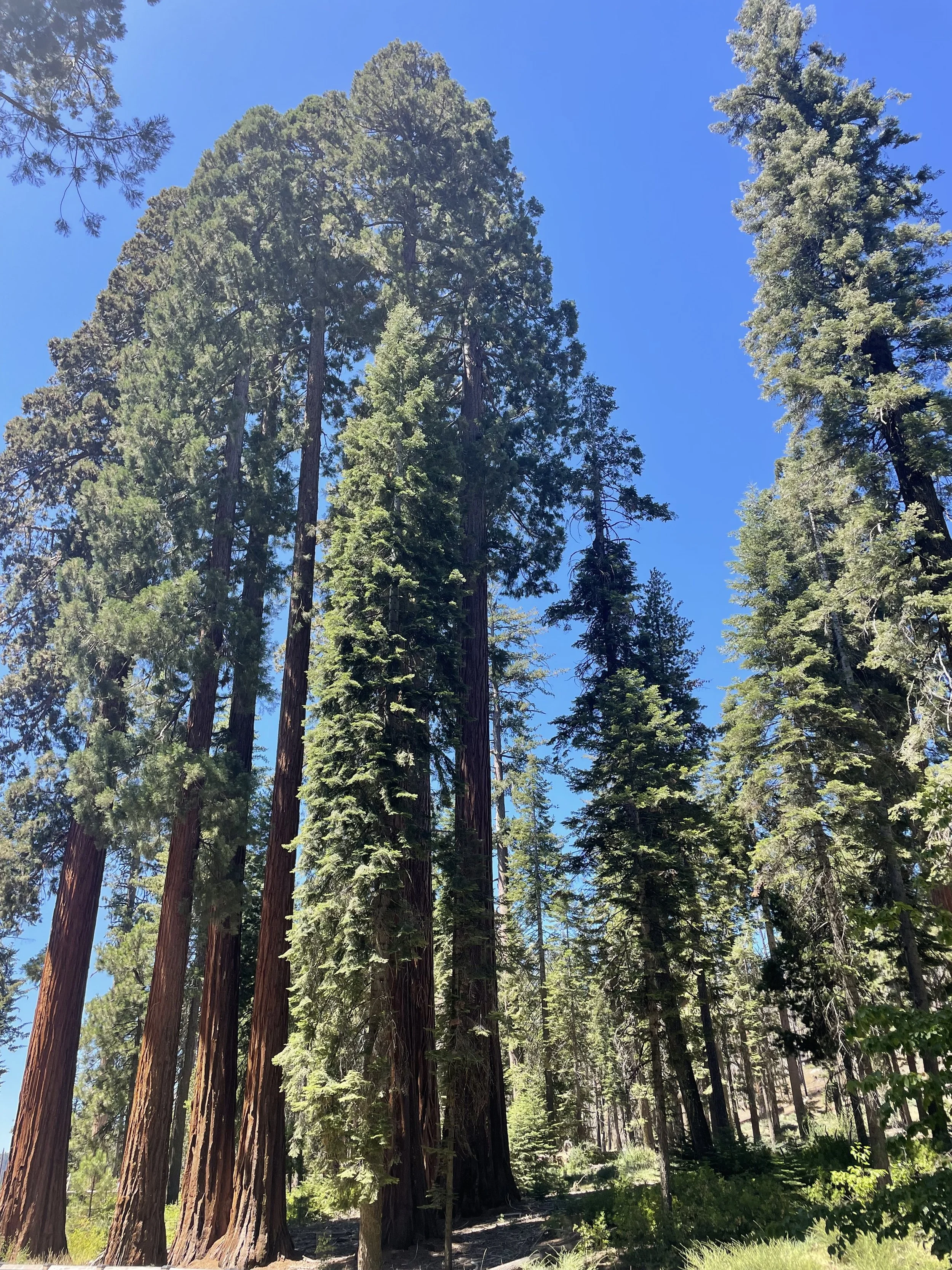 Sun Dec 21 Virtual Breathwork Session