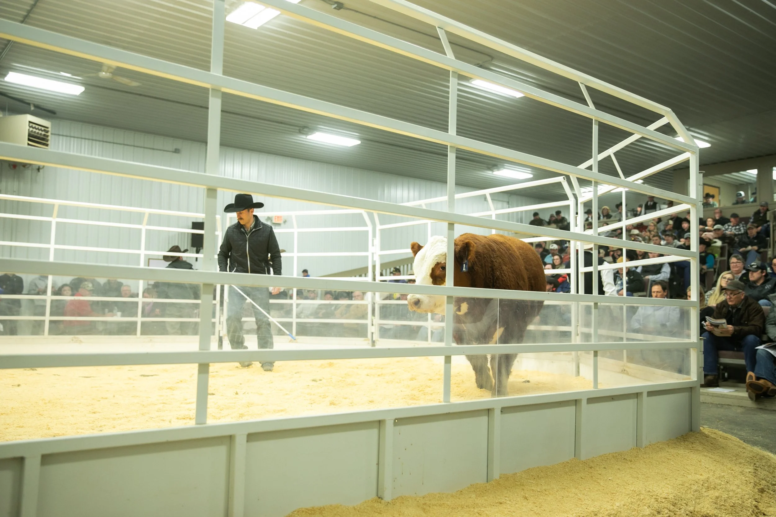 ToppHerefords-7445.jpg