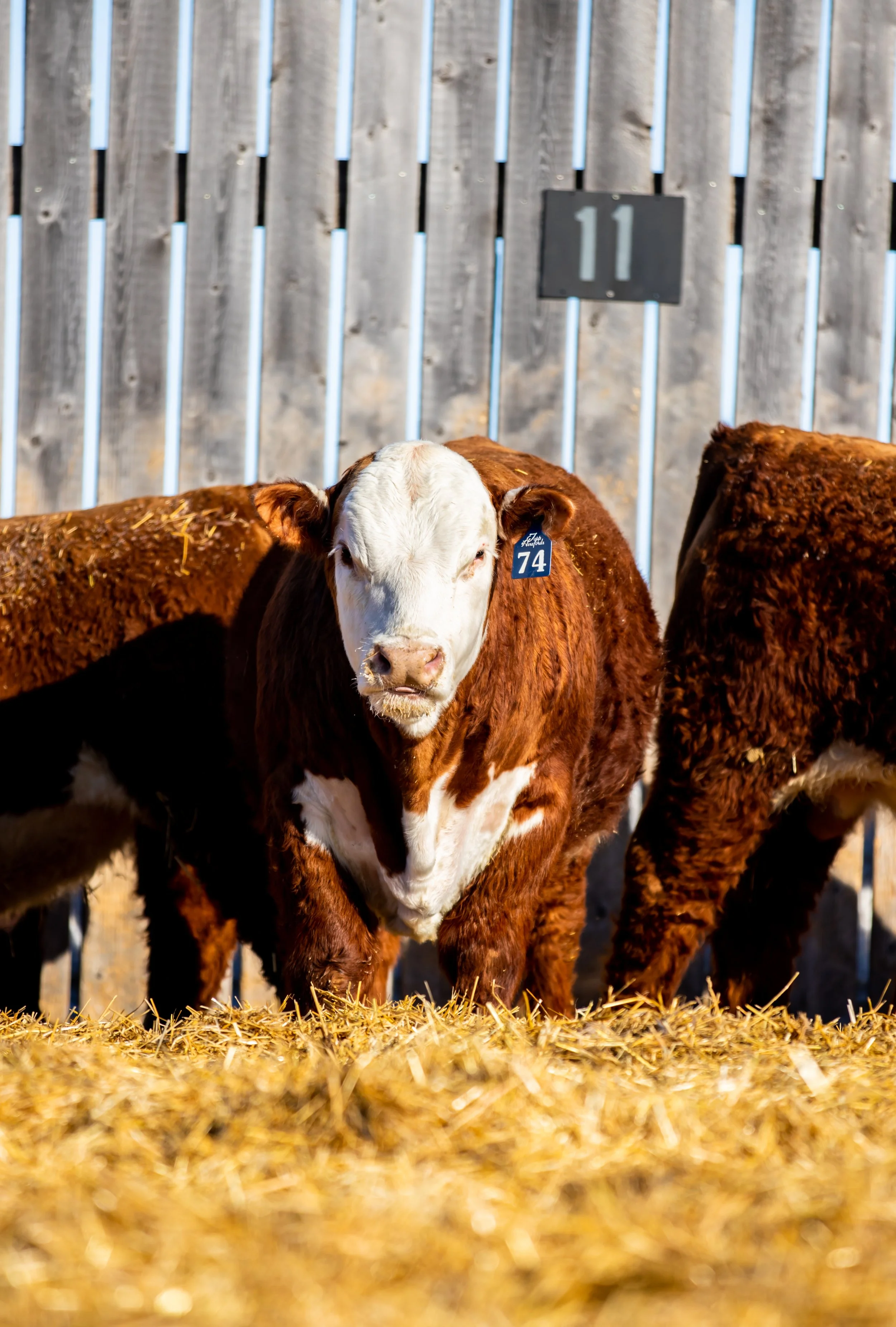 ToppHerefords-2044-2.jpg